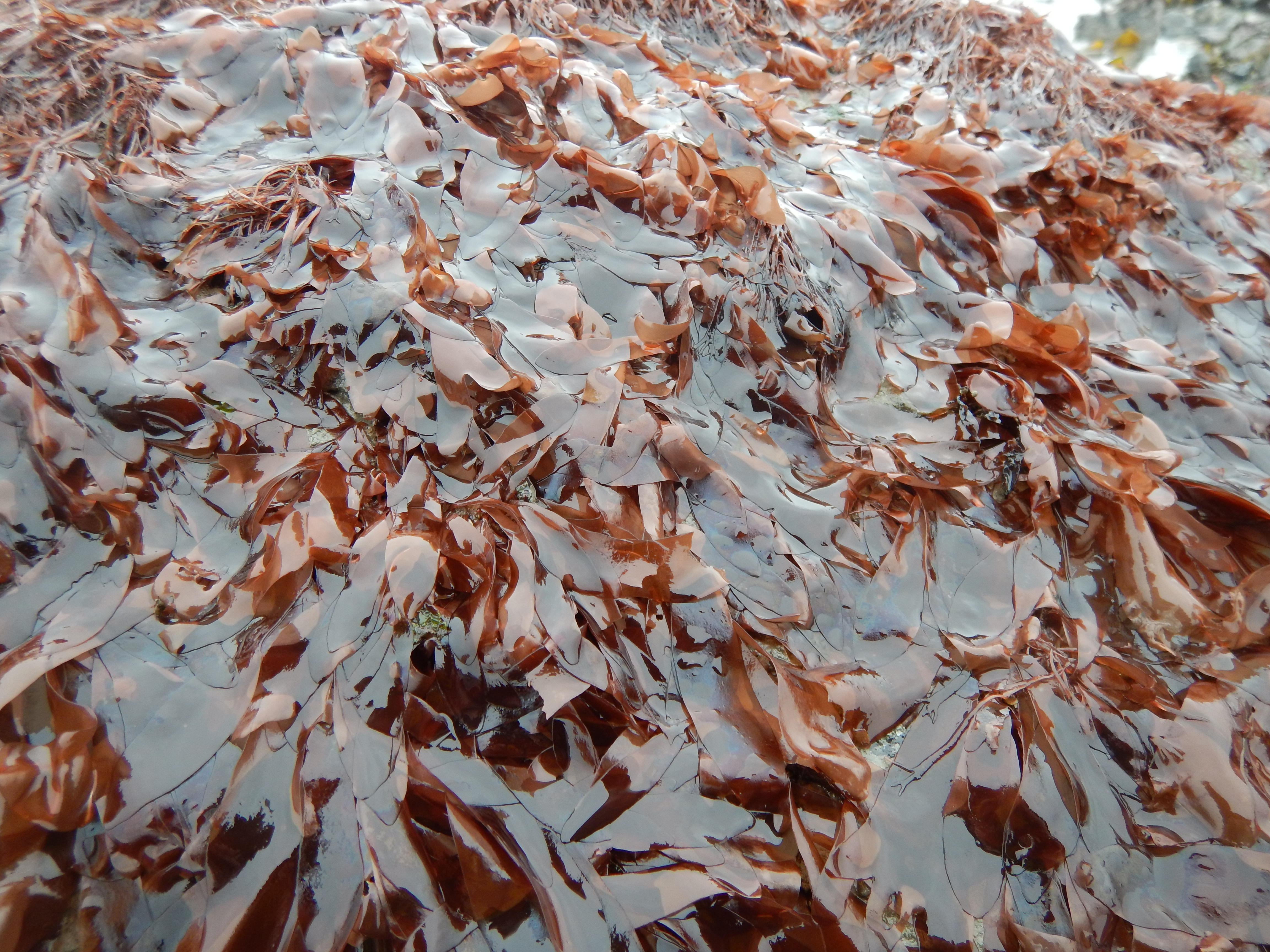Palmaria hecatensis – M. Lindeberg · Cook Inlet · May 2018