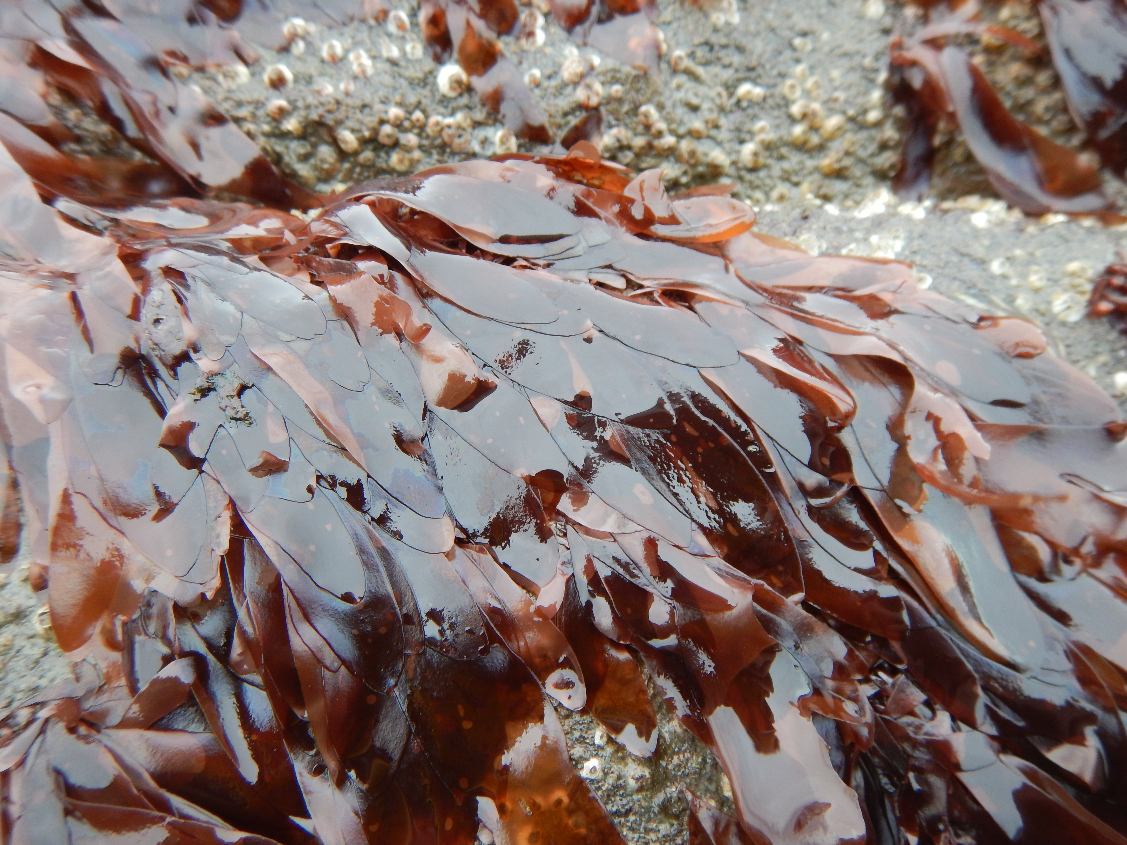 Palmaria hecatensis – M. Lindeberg · Cook Inlet · May 2018