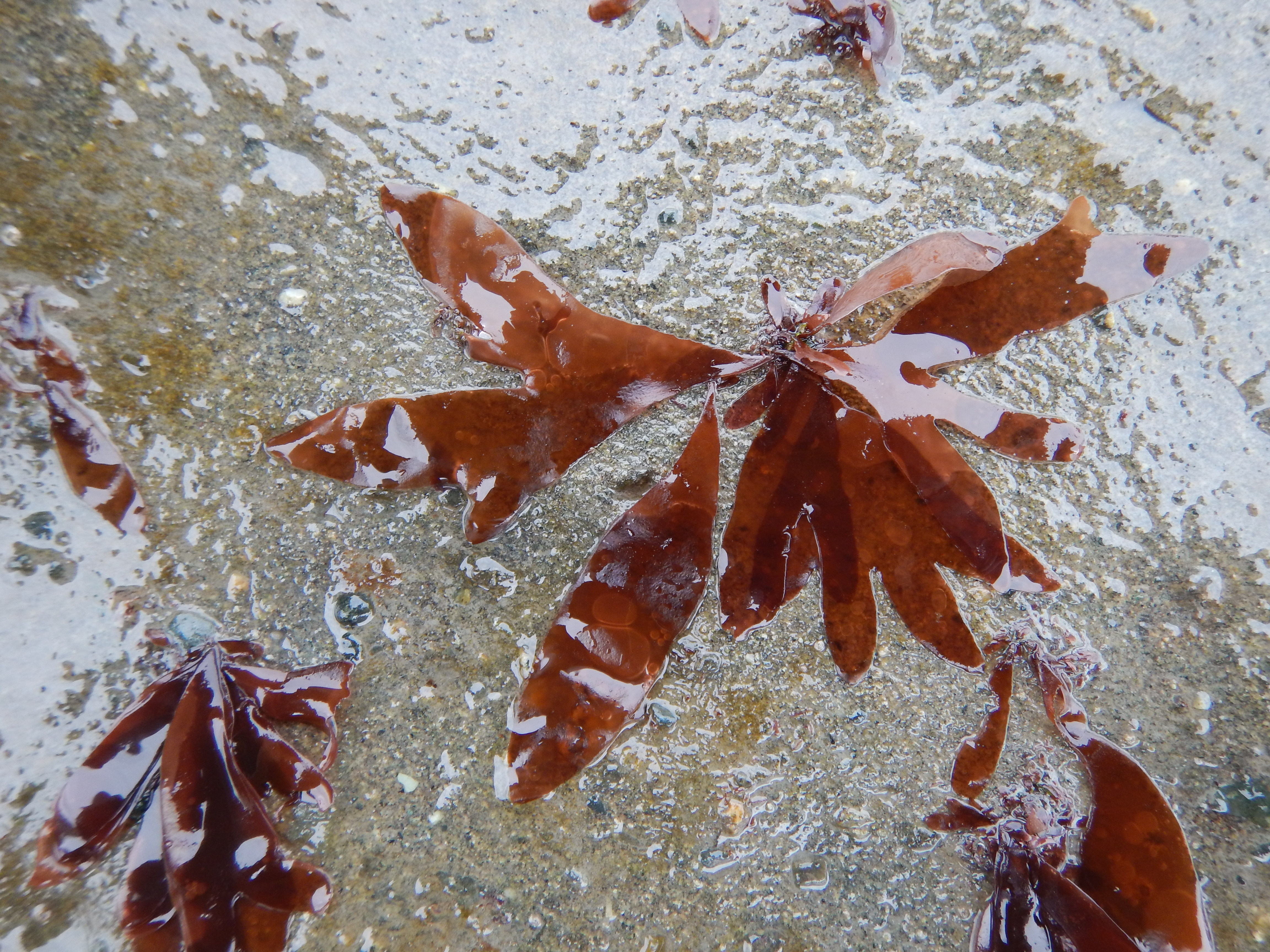 Palmaria hecatensis – M. Lindeberg · Cook Inlet · May 2018
