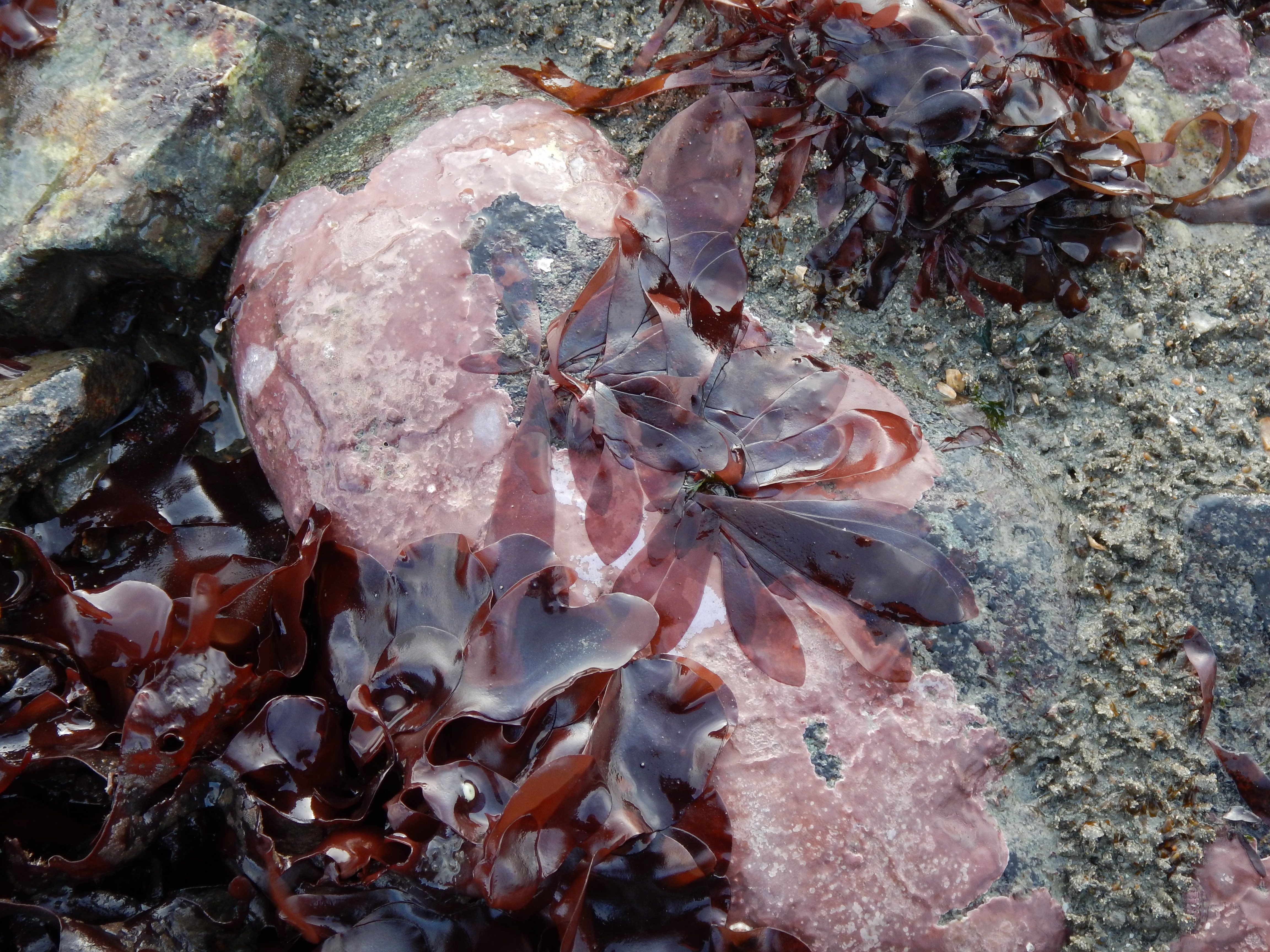 Palmaria hecatensis – M. Lindeberg · Cook Inlet · May 2017