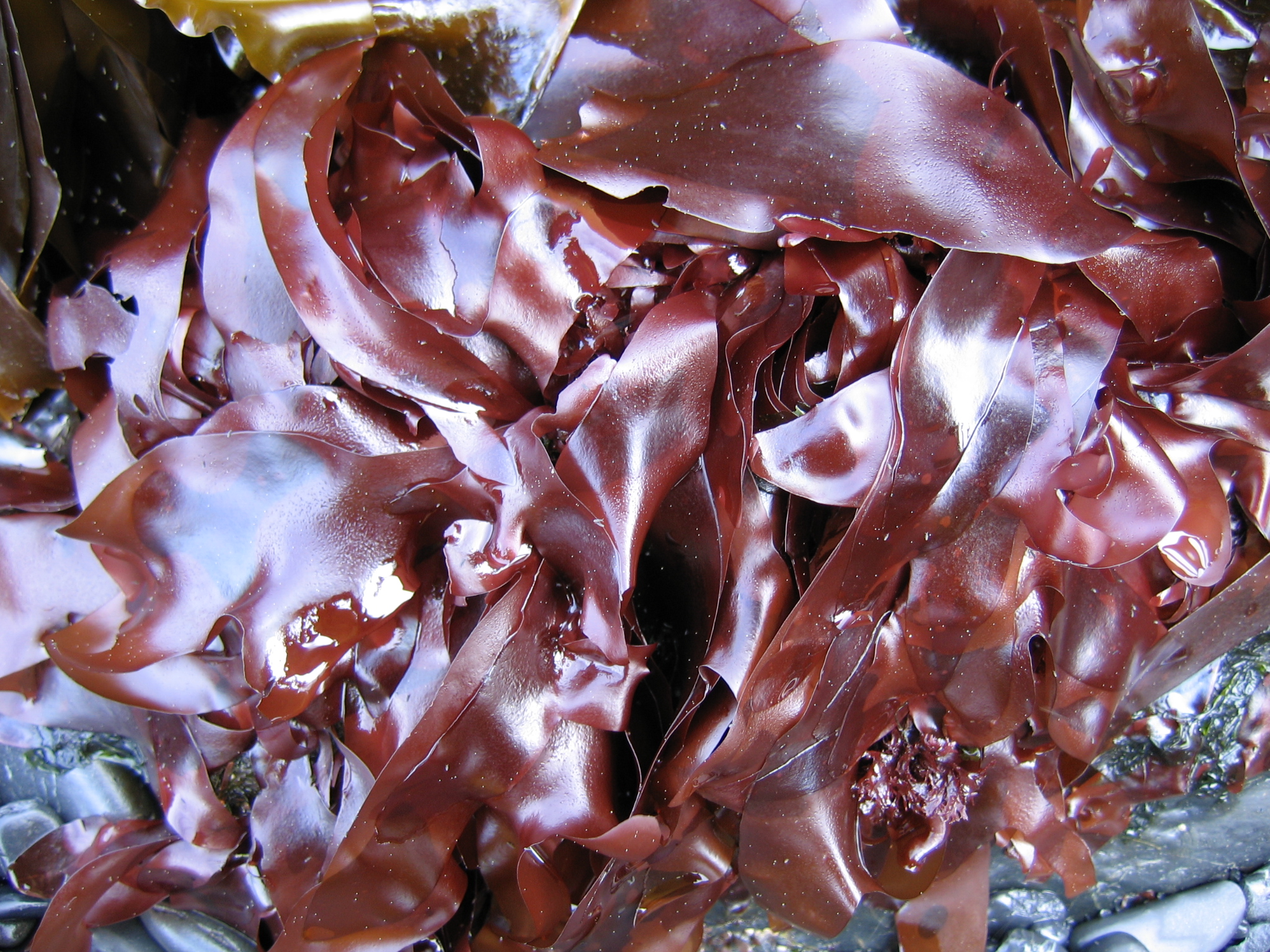Palmaria hecatensis – M. Lindeberg · Kodiak Archipelago · May 2005