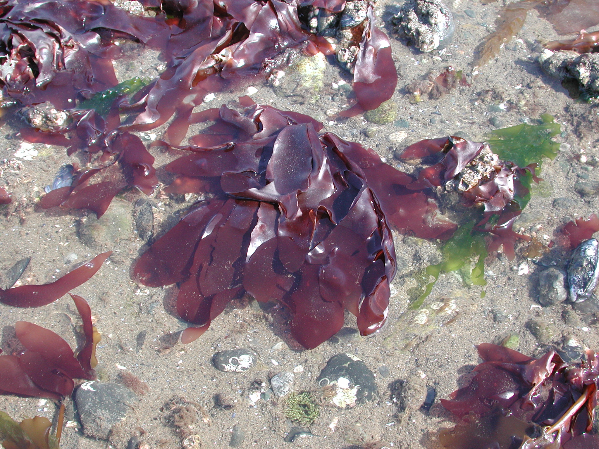 Palmaria hecatensis – M. Lindeberg · Southeast · May 2005