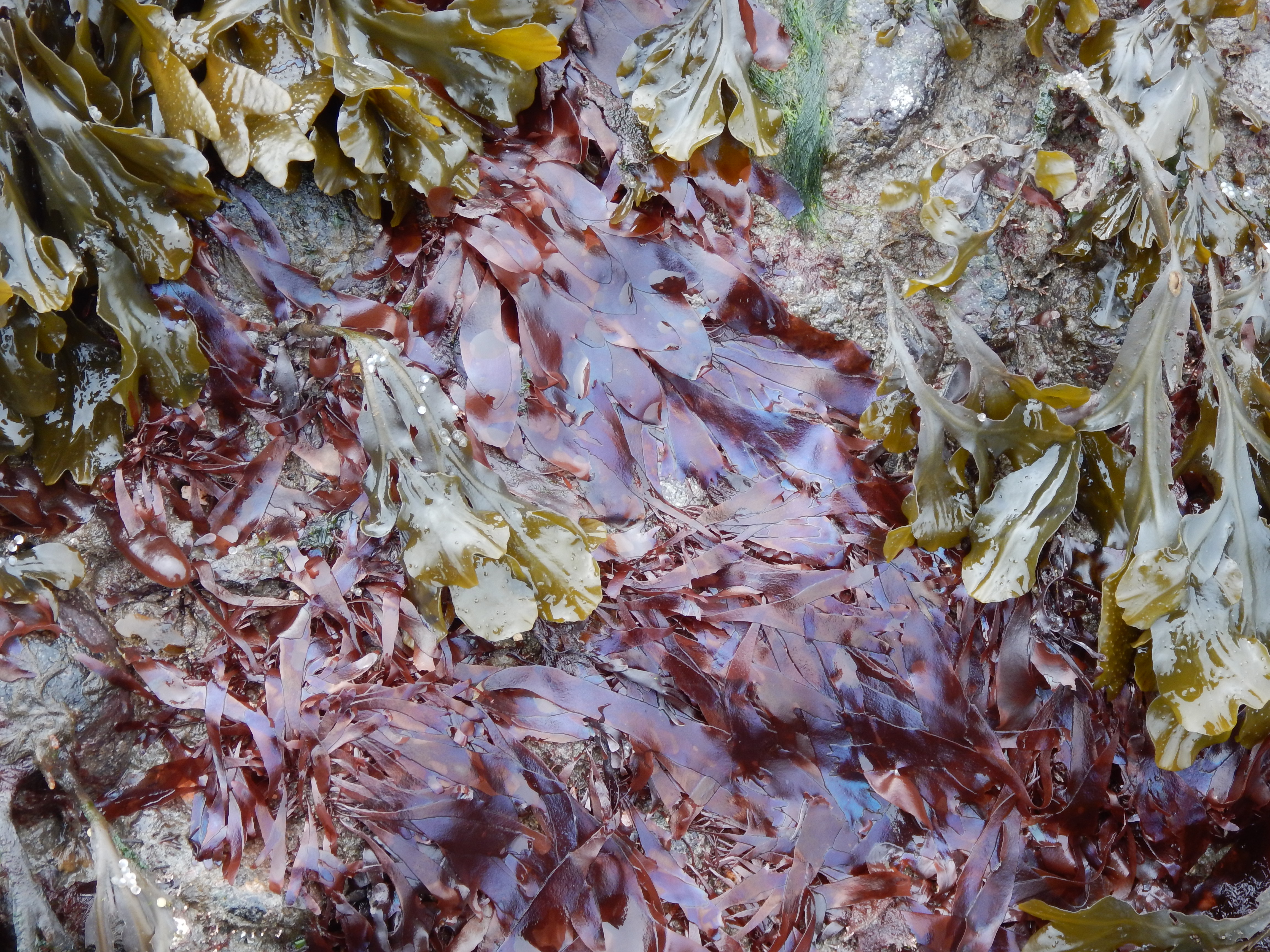 Palmaria hecatensis – M. Lindeberg · Cook Inlet · May 2018
