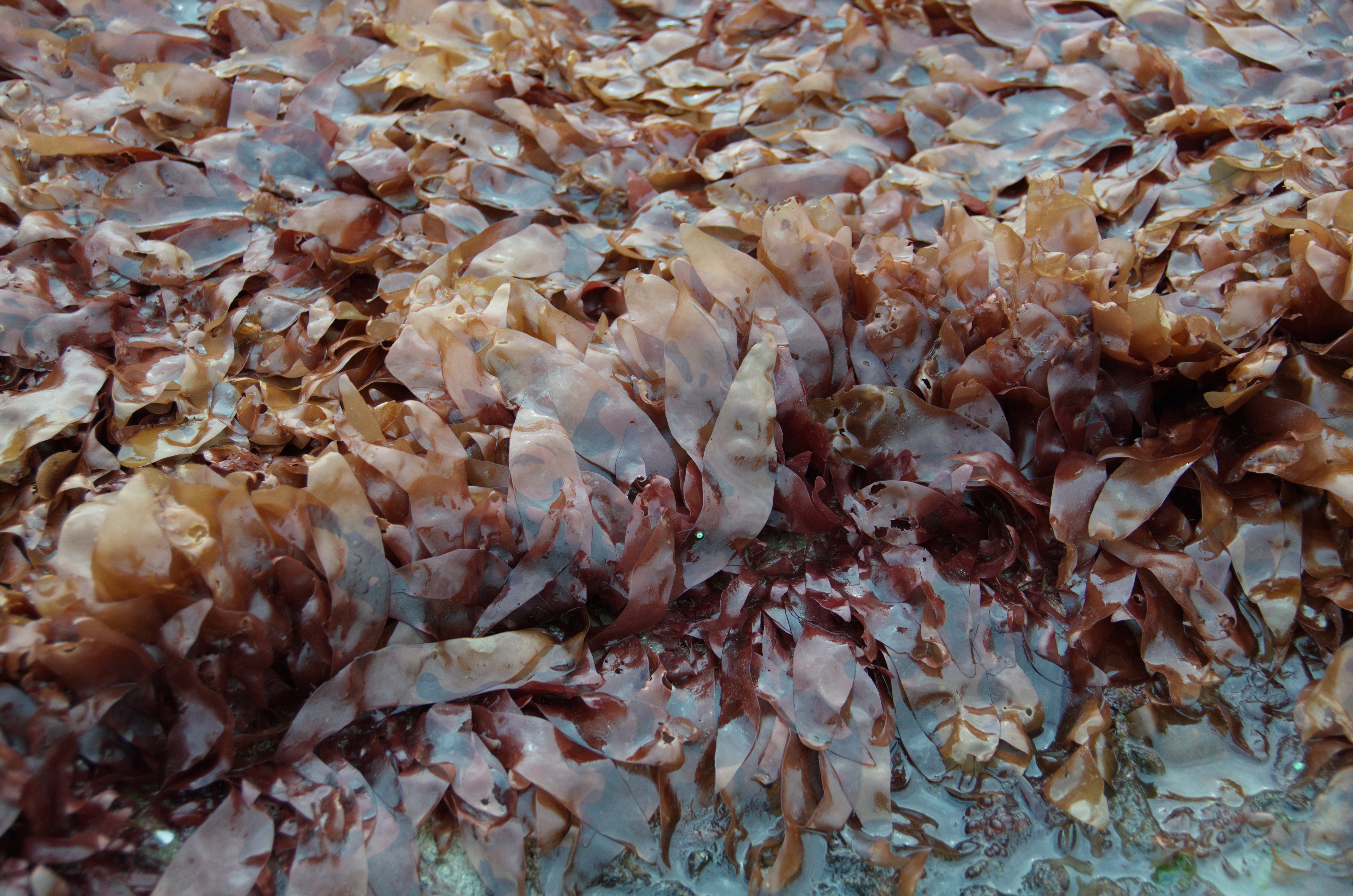 Palmaria hecatensis – M. Lindeberg · Cook Inlet · June 2016