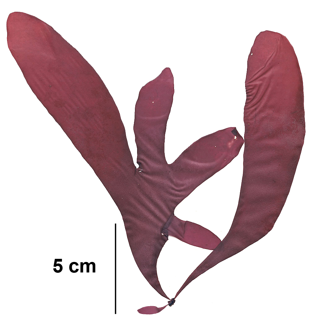Palmaria hecatensis