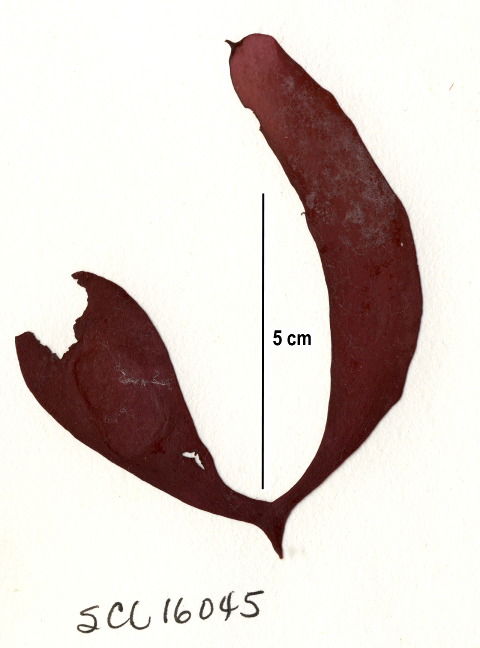 Palmaria hecatensis – S. Lindstrom · Alaska Peninsula · May 2016