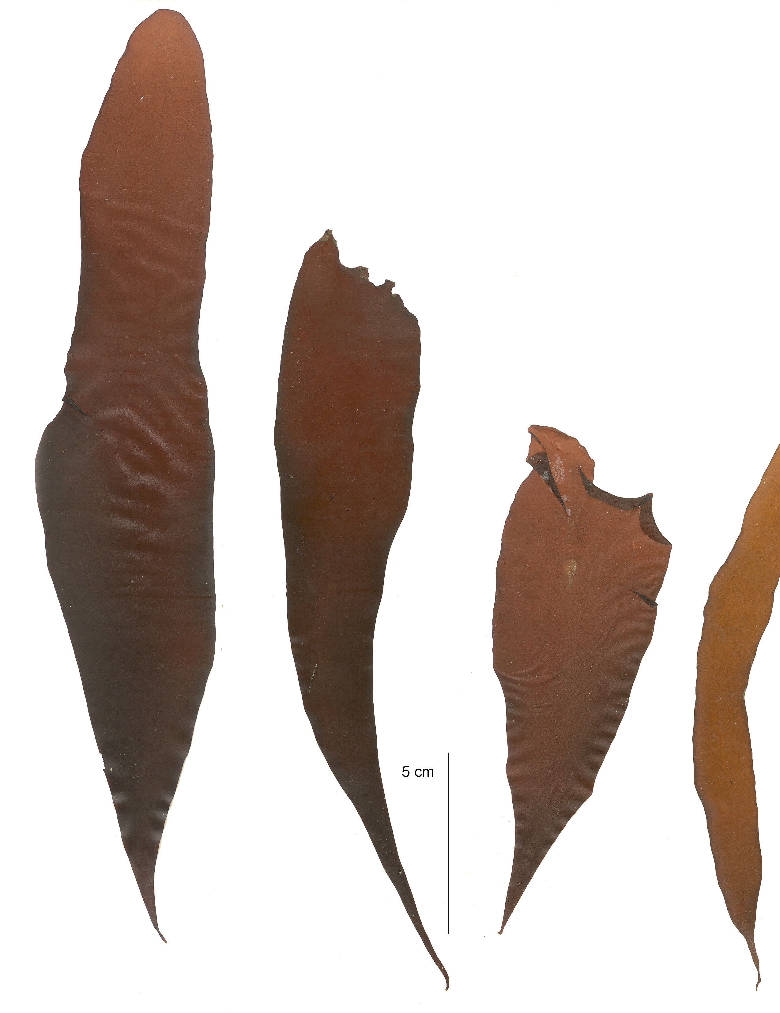 Palmaria hecatensis – M. Lindeberg · Aleutian Islands · July 2006