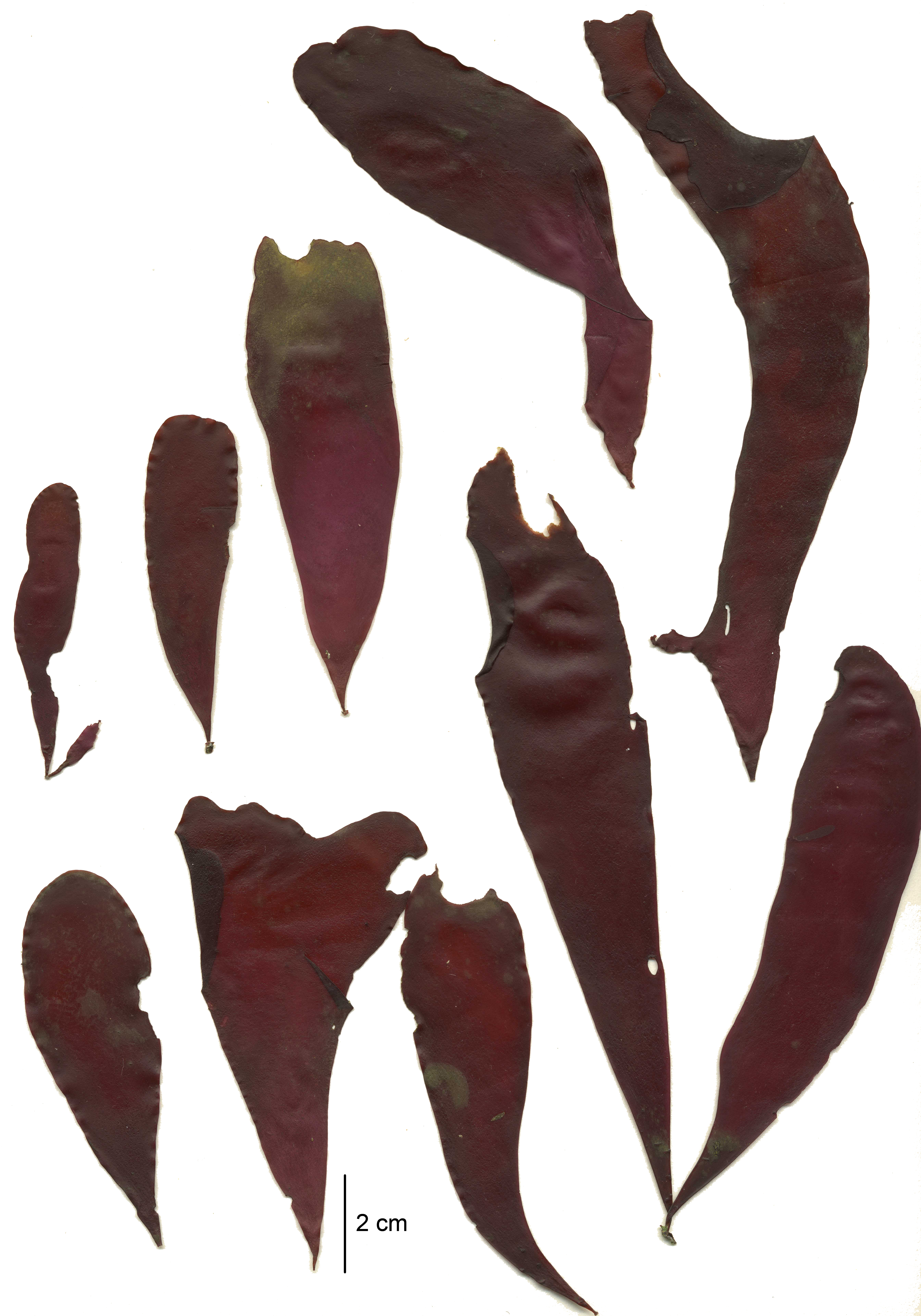 Palmaria hecatensis – M. Lindeberg · Alaska Peninsula