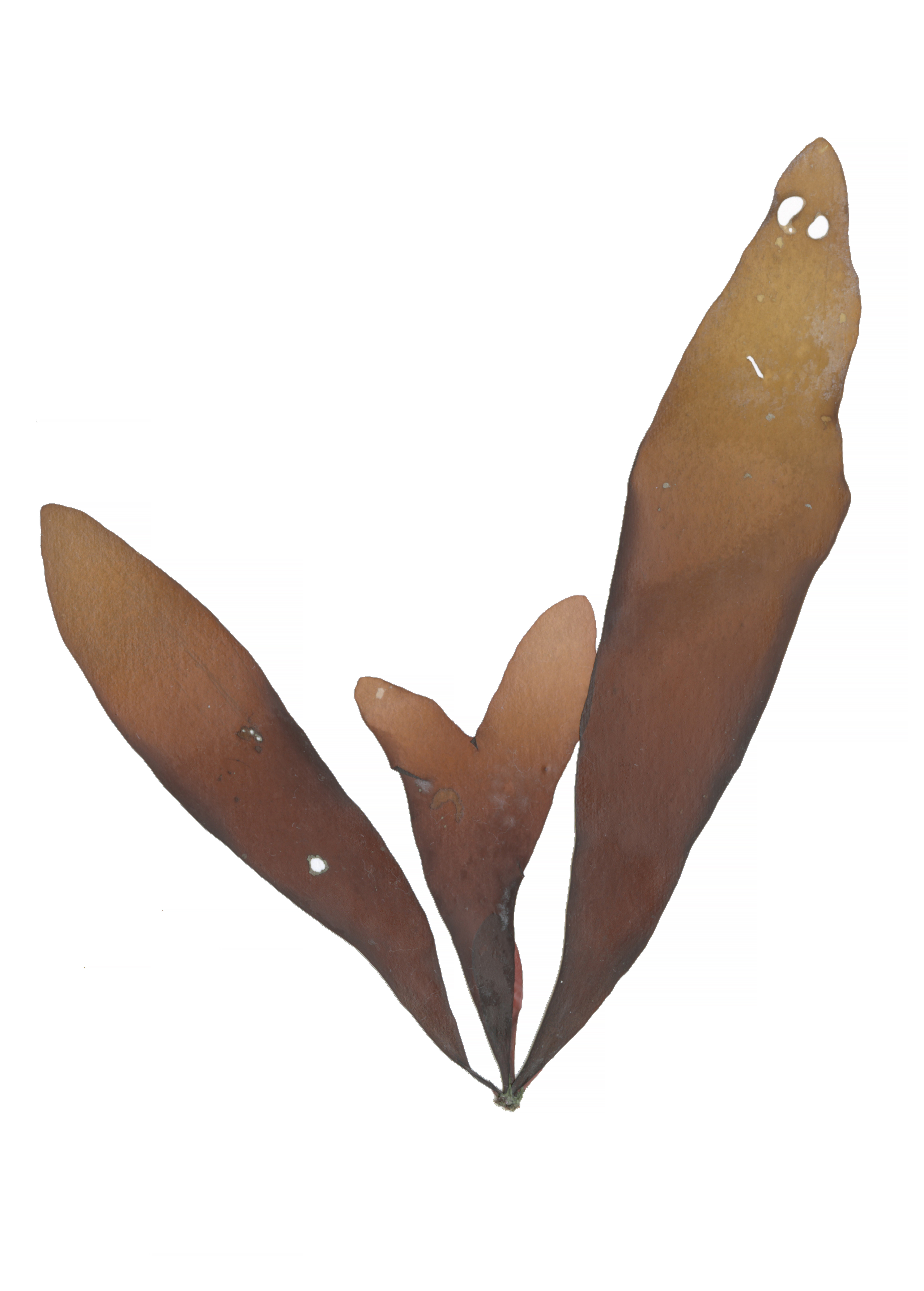 Palmaria hecatensis – M. Lindeberg · Cook Inlet · May 2017