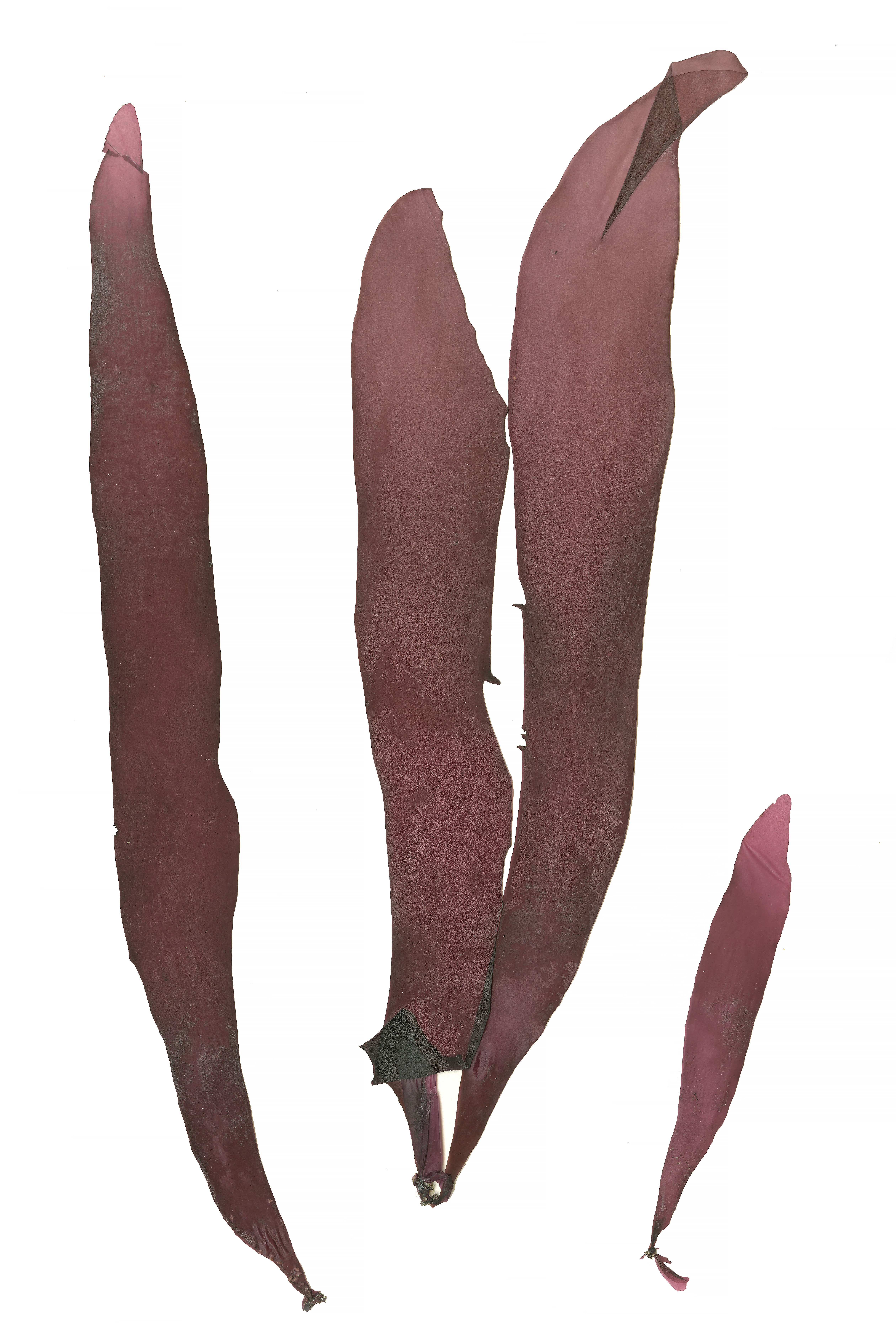 Palmaria hecatensis – M. Lindeberg · Alaska Peninsula · May 2016
