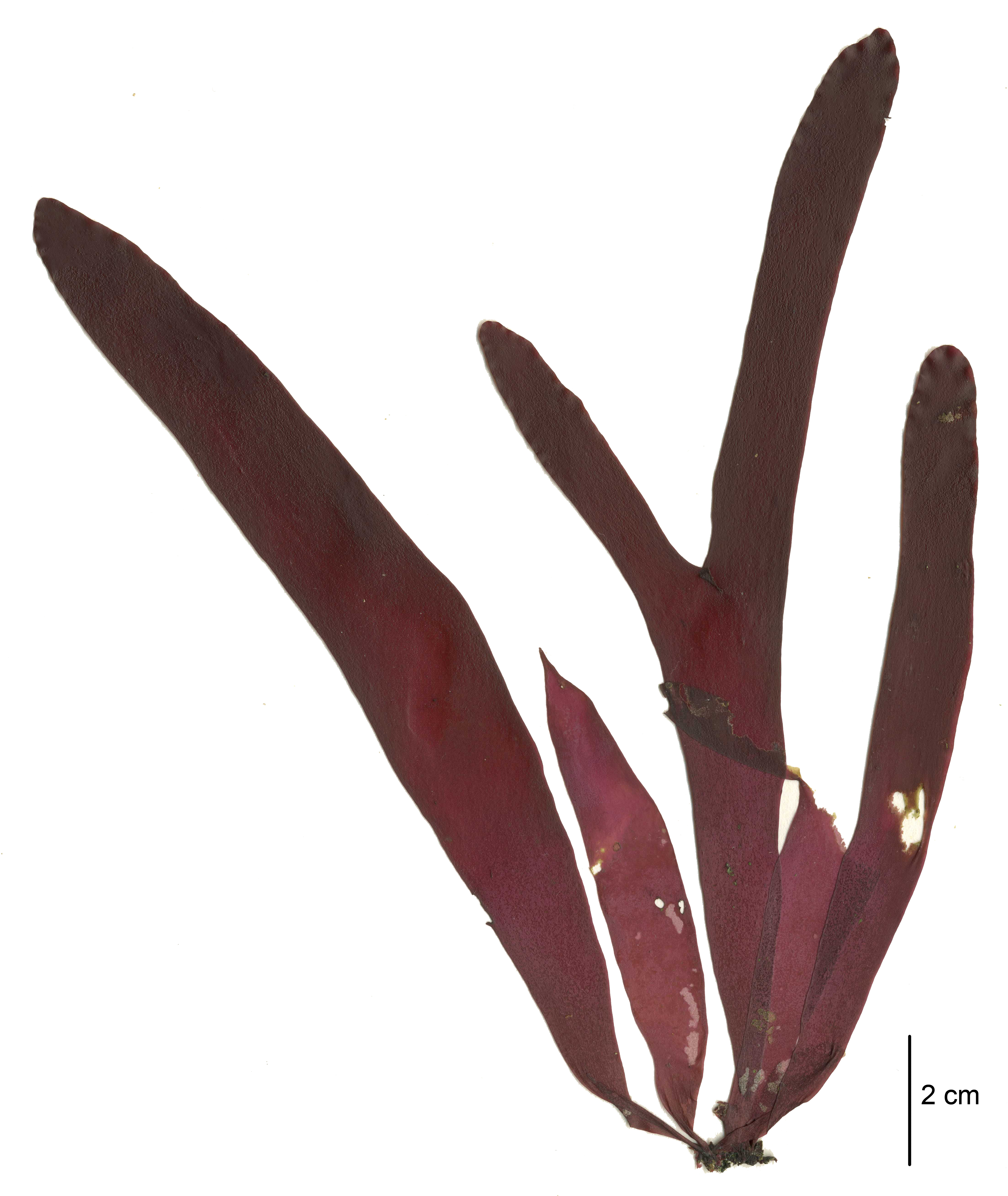 Palmaria hecatensis – M. Lindeberg