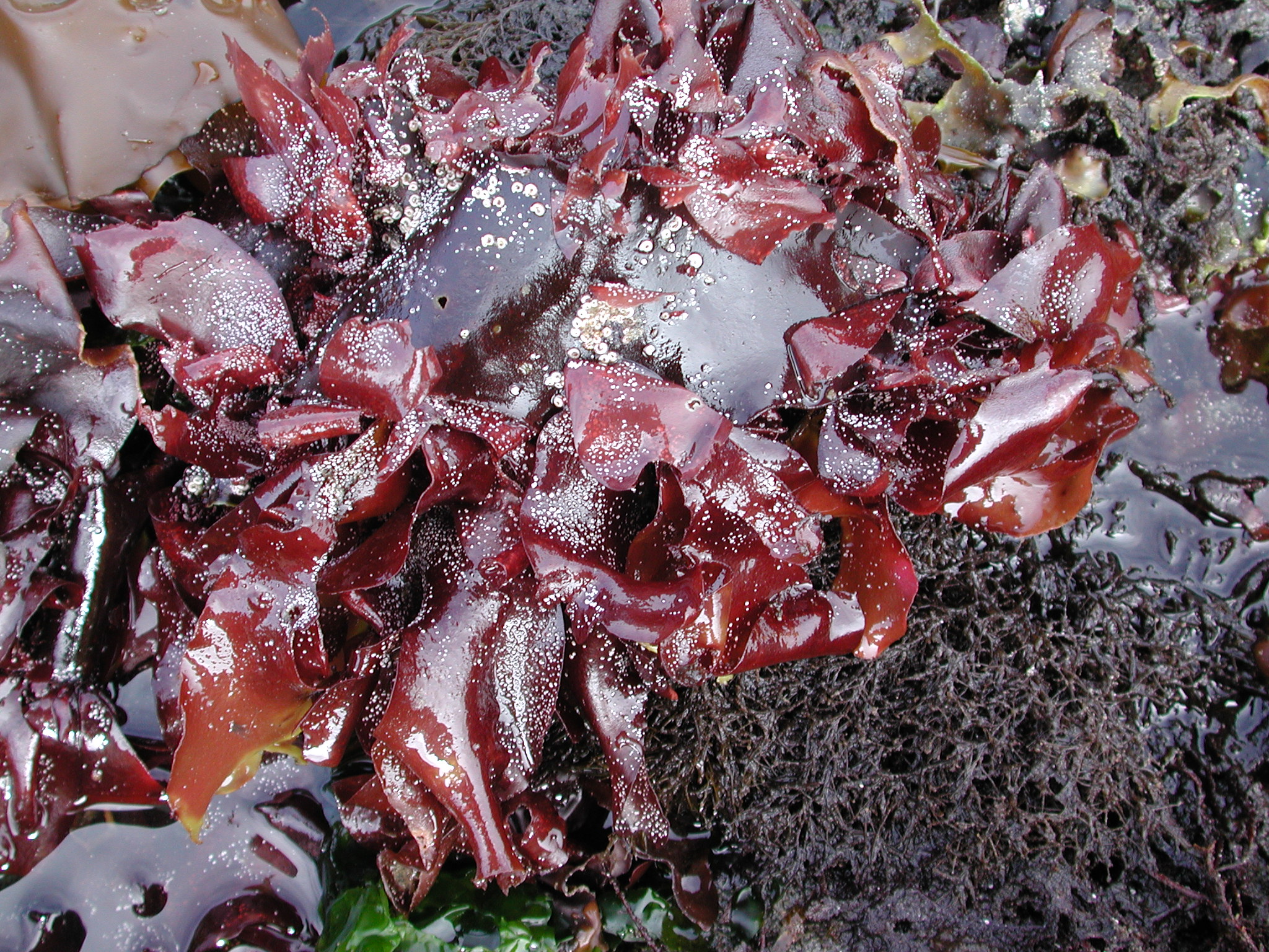 Palmaria sp. – M. Lindeberg · Kodiak Archipelago · June 2005