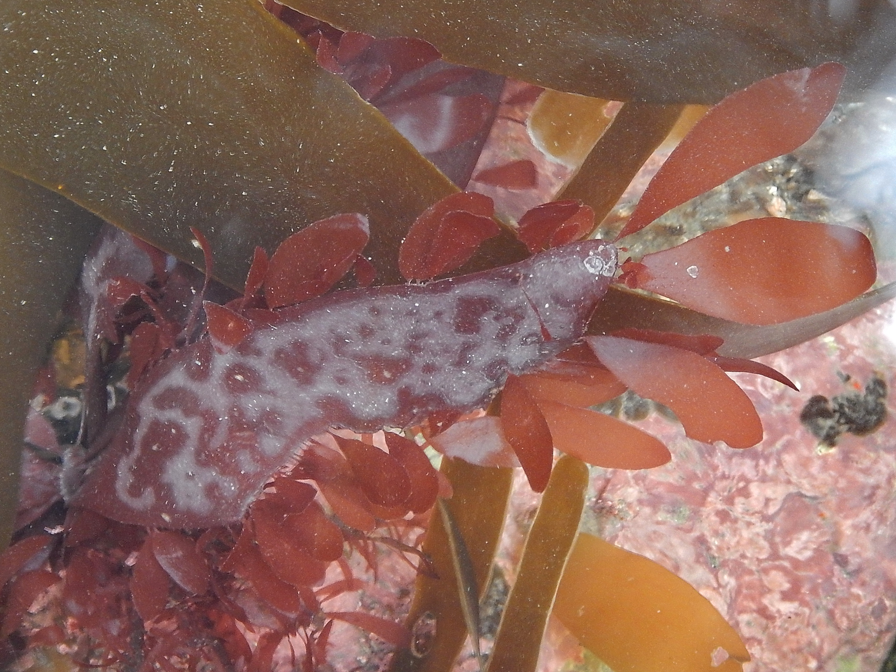 Palmaria sp. – M. Lindeberg · Cook Inlet · May 2018