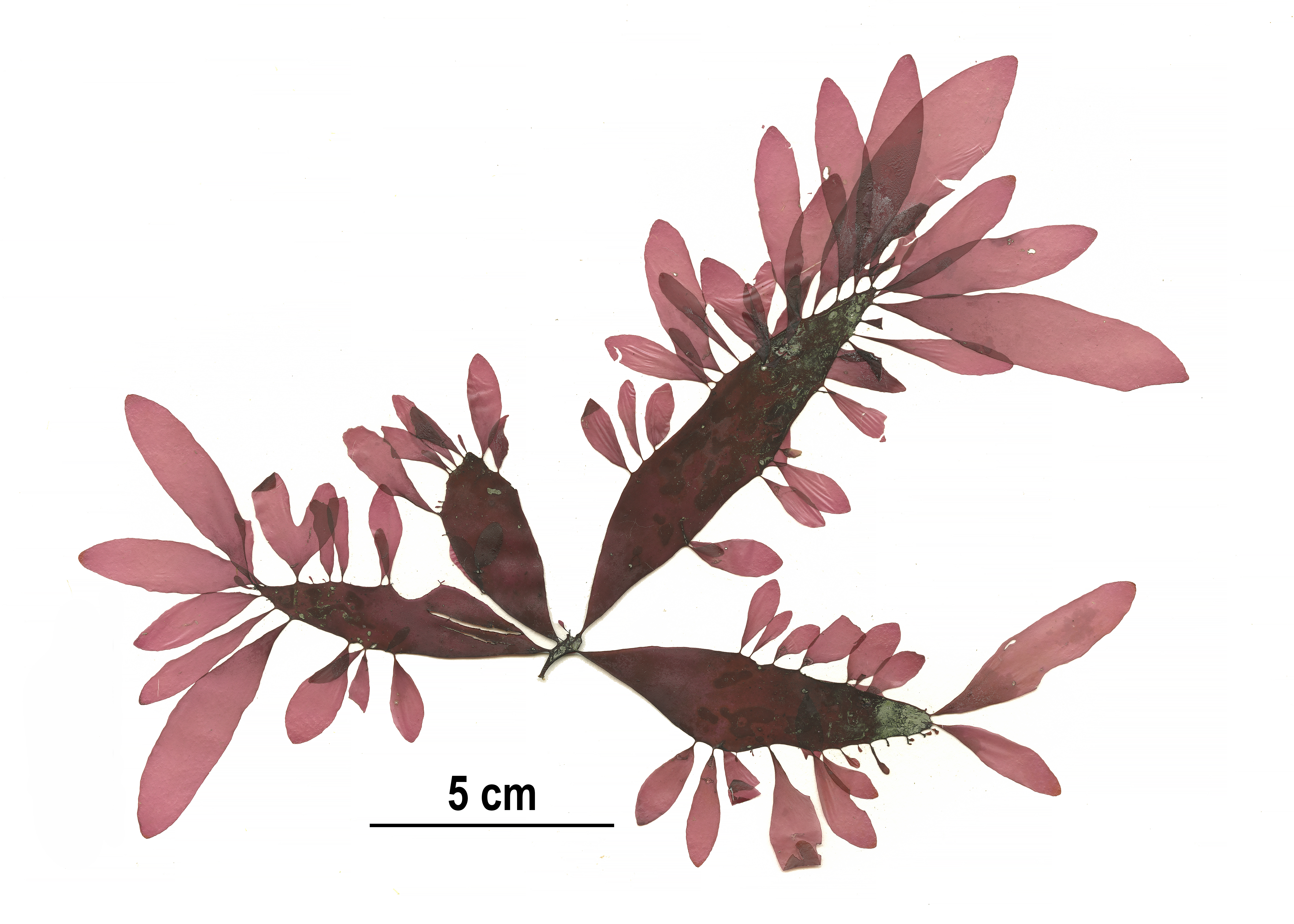 Palmaria sp. – M. Lindeberg · Cook Inlet · May 2018