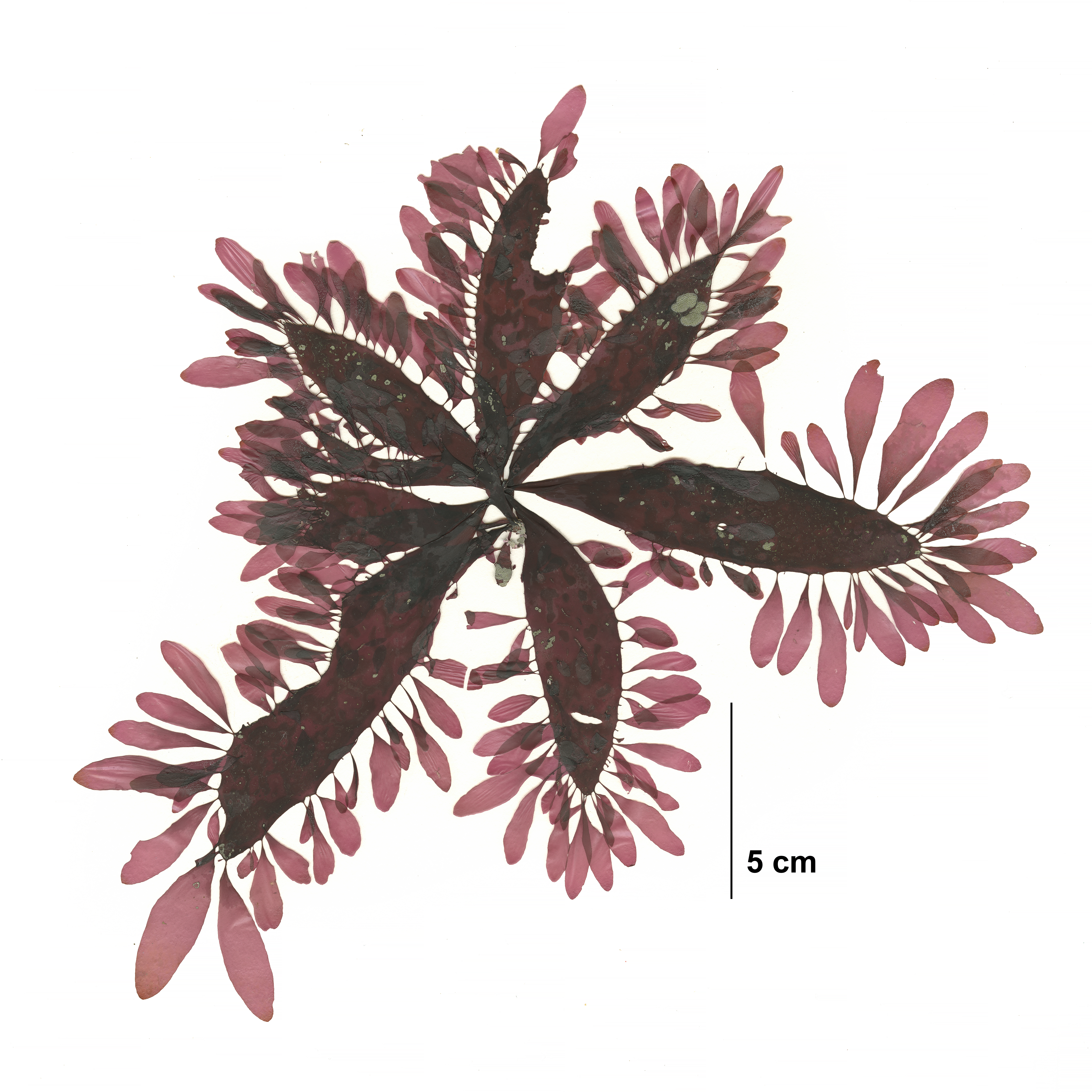 Palmaria sp.