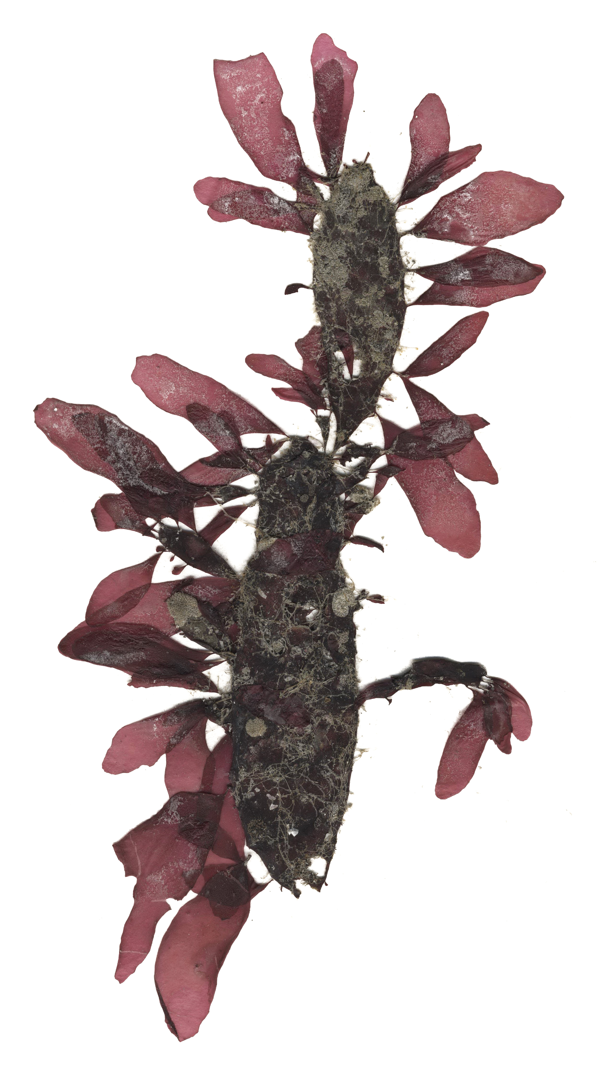Palmaria sp. – M. Lindeberg · Cook Inlet · June 2015