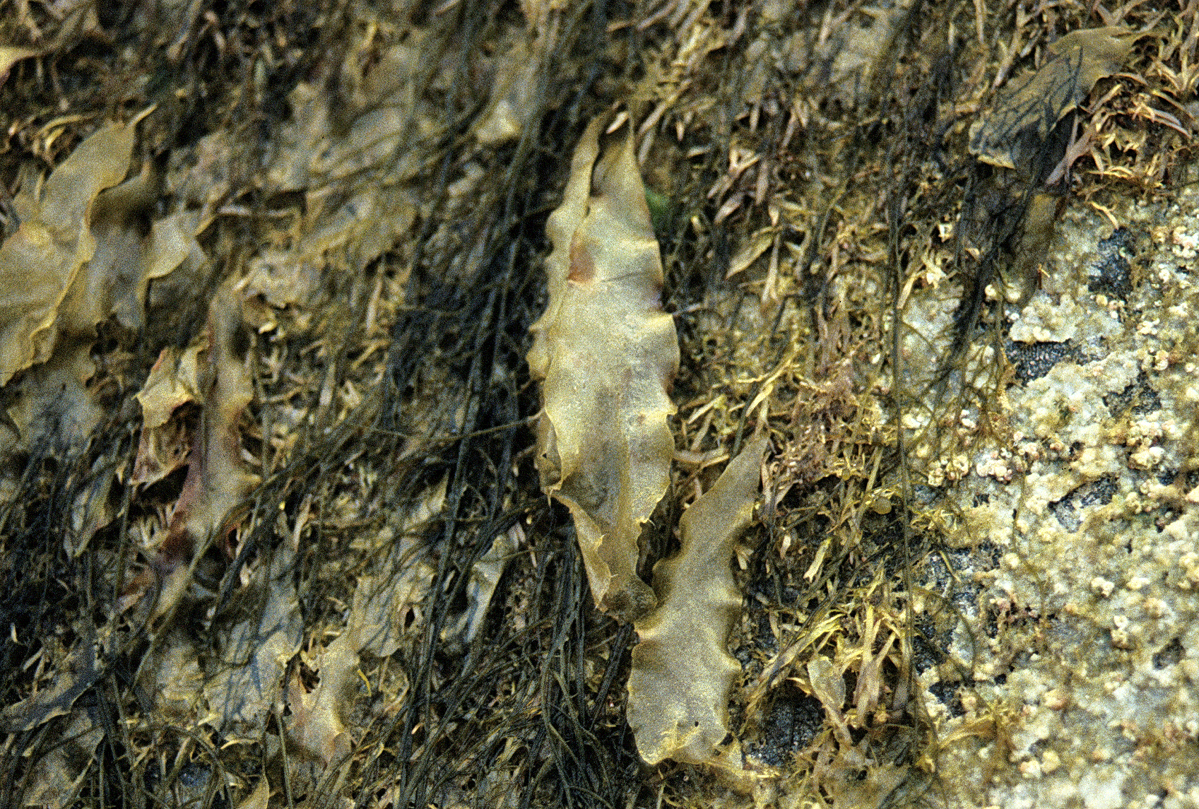 Petalonia sp. – M. Lindeberg · Cook Inlet · June 1995