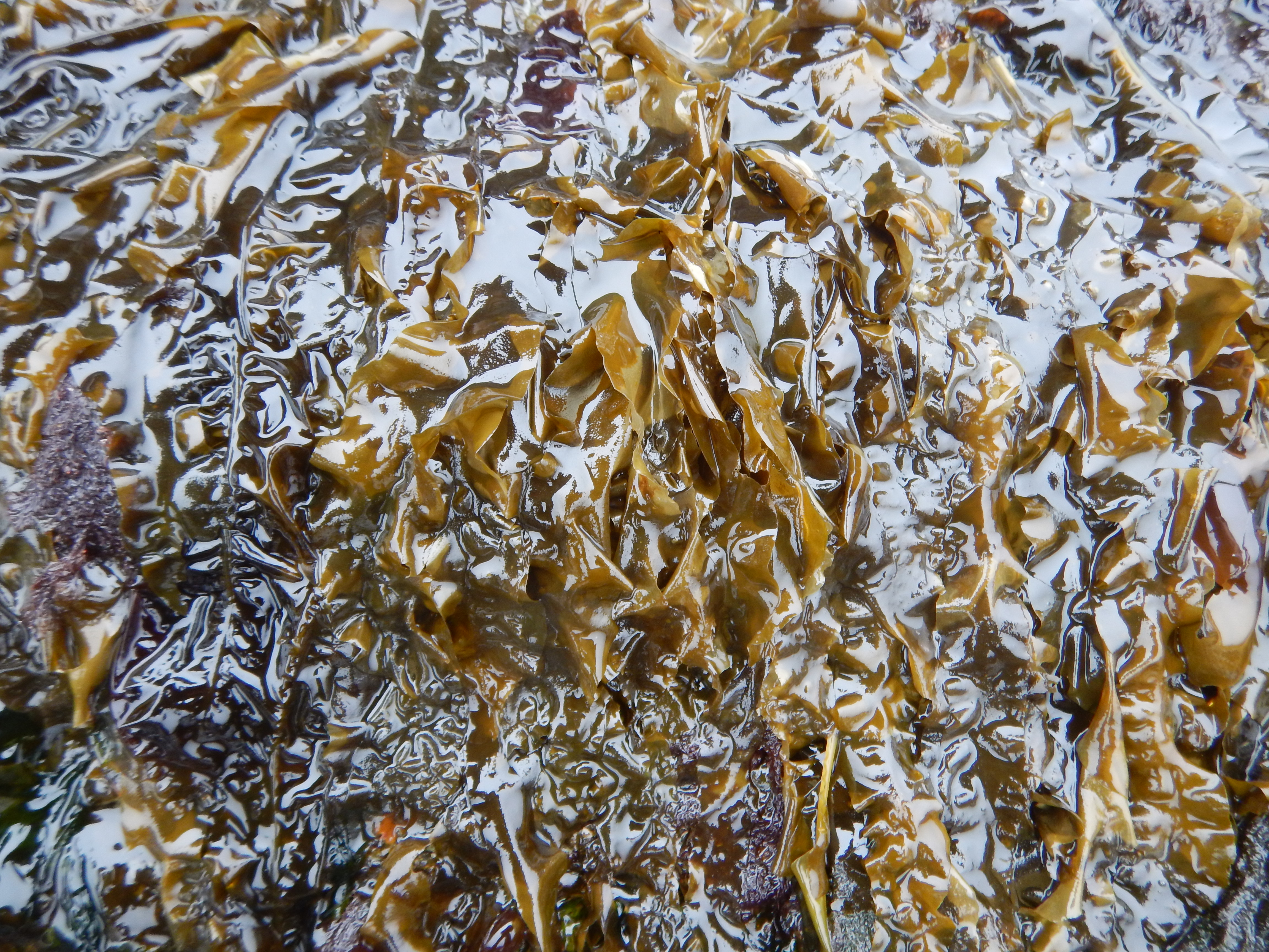 Petalonia sp. – M. Lindeberg · Alaska Peninsula · May 2016