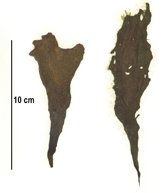 Phaeostrophion irregulare