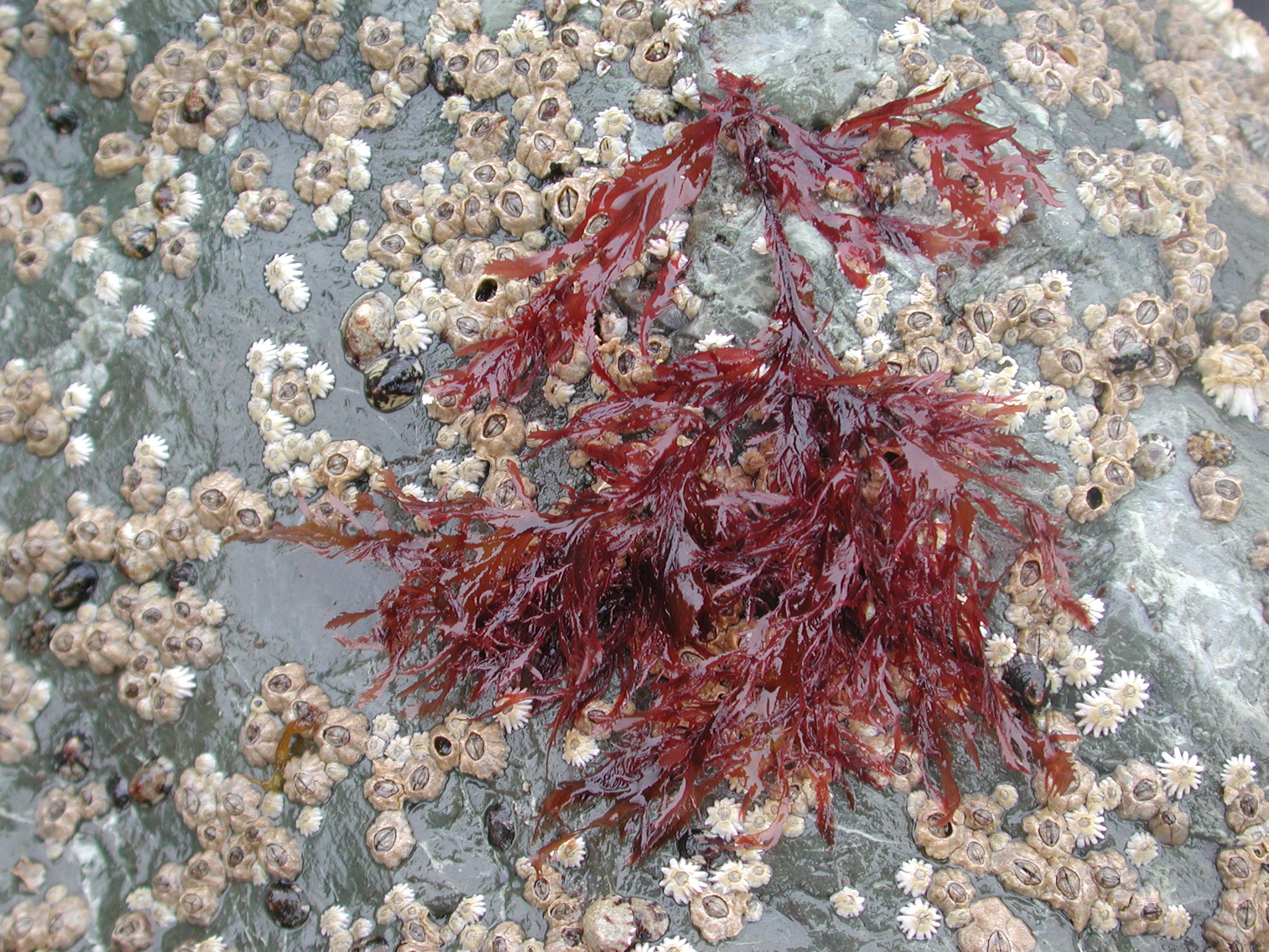Phycodrys fimbriata – M. Lindeberg · kodiak Archipelago · June 2005