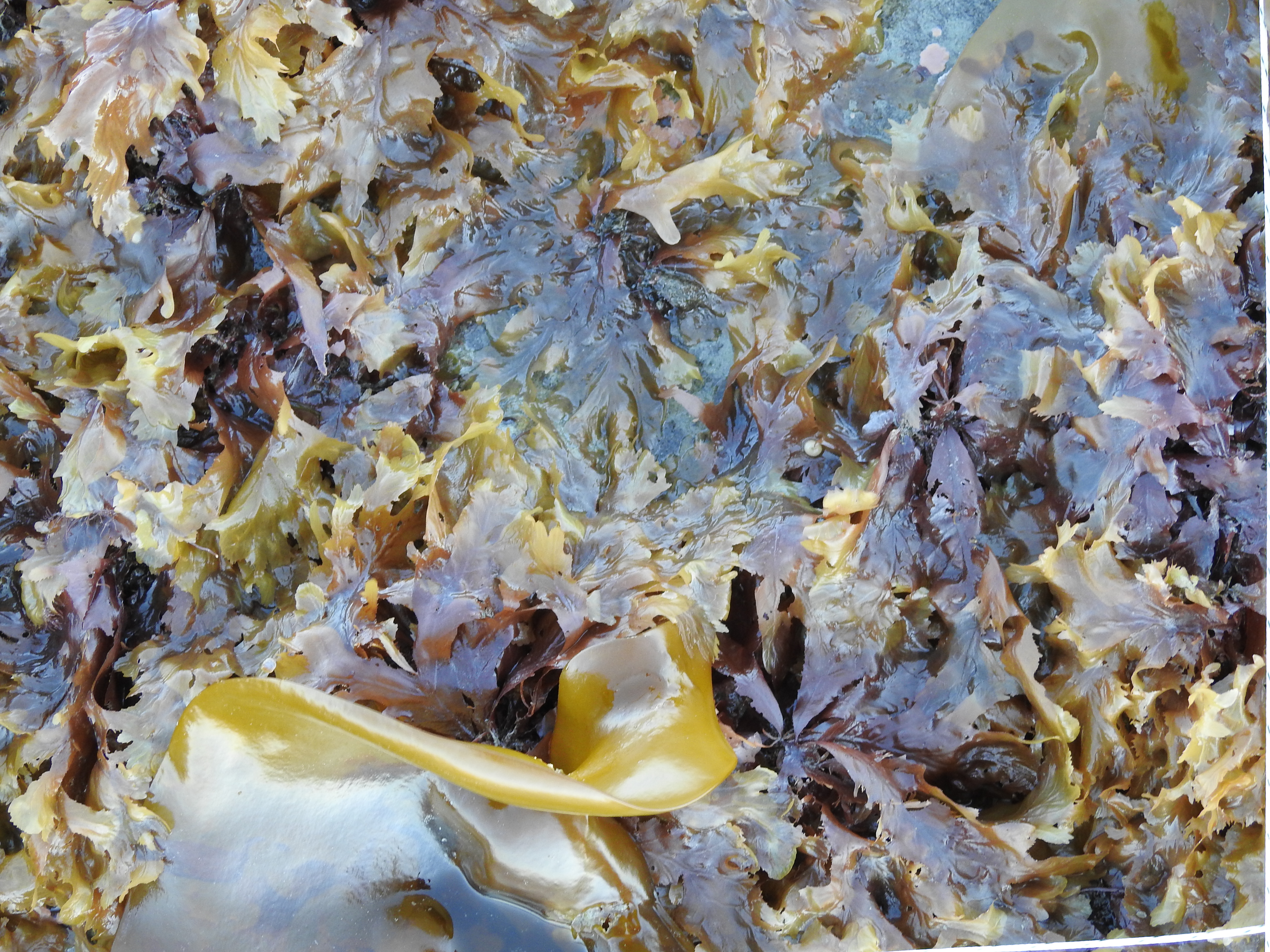 Phycodrys fimbriata – M. Lindeberg · Cook Inlet · June 2018