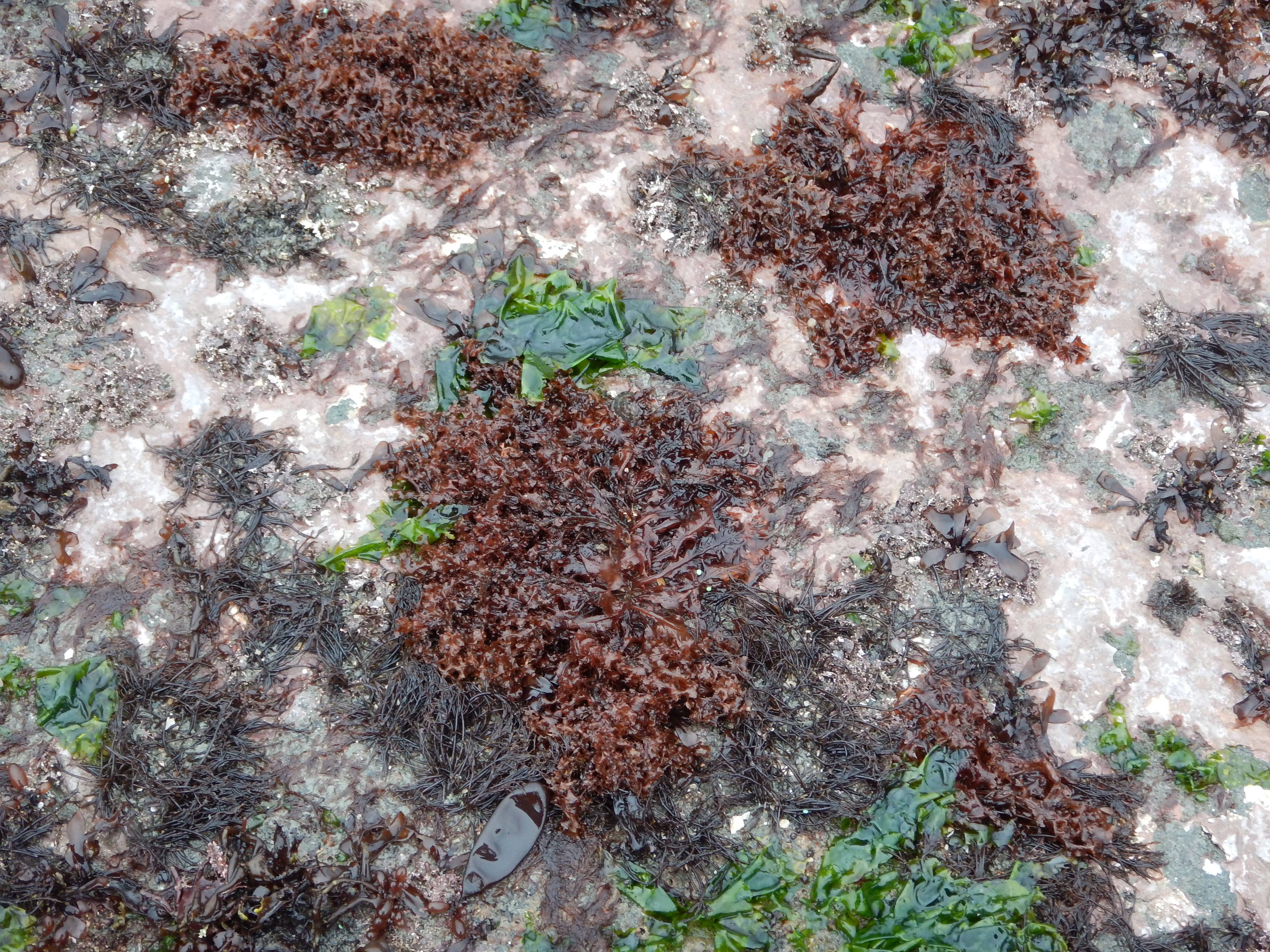 Phycodrys fimbriata – M. Lindeberg · Cook Inlet · May 2018