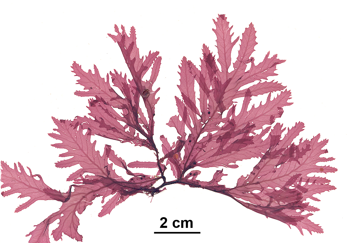 Phycodrys fimbriata