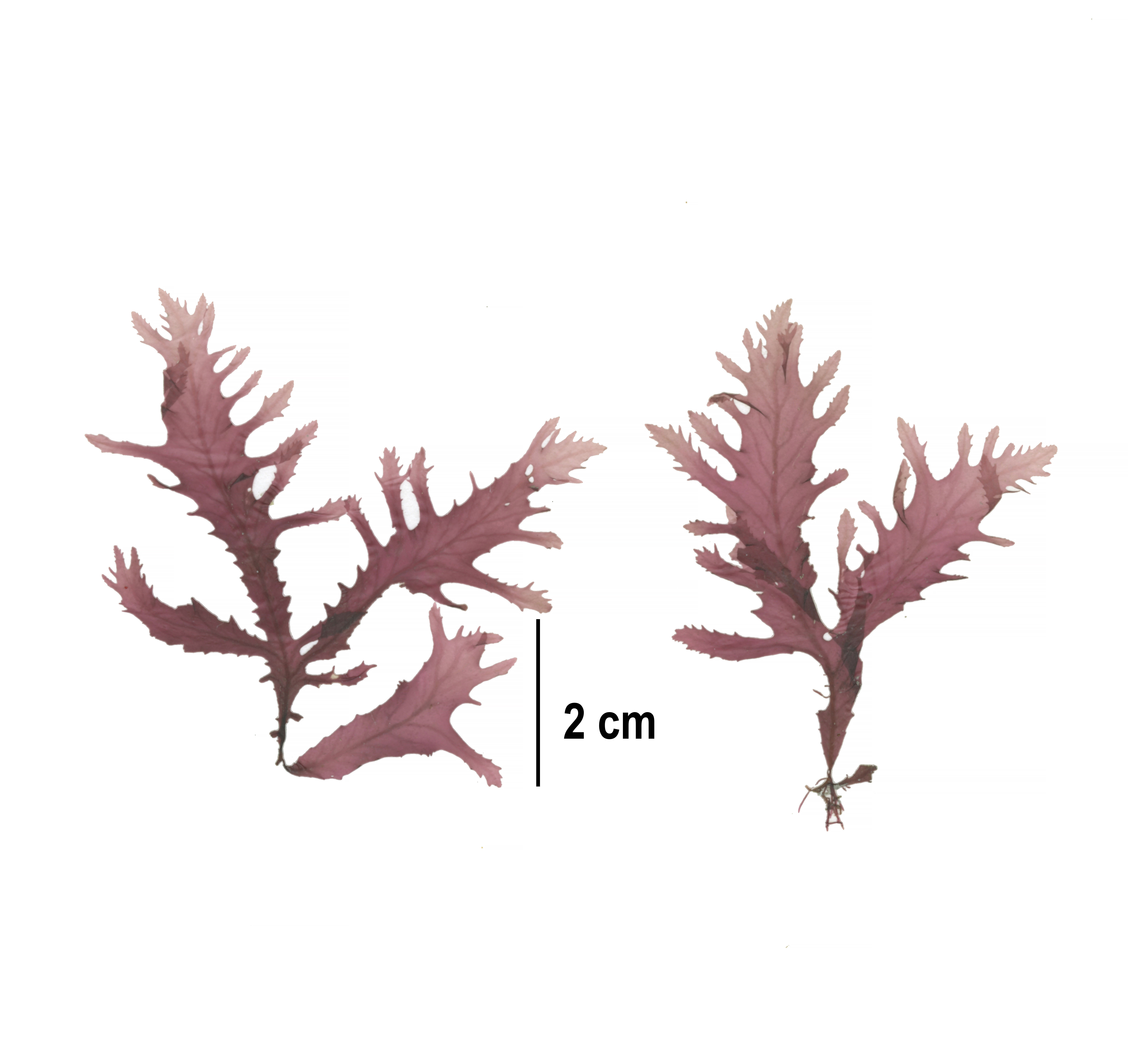 Phycodrys fimbriata – M. Lindeberg · Cook Inlet · June 2016