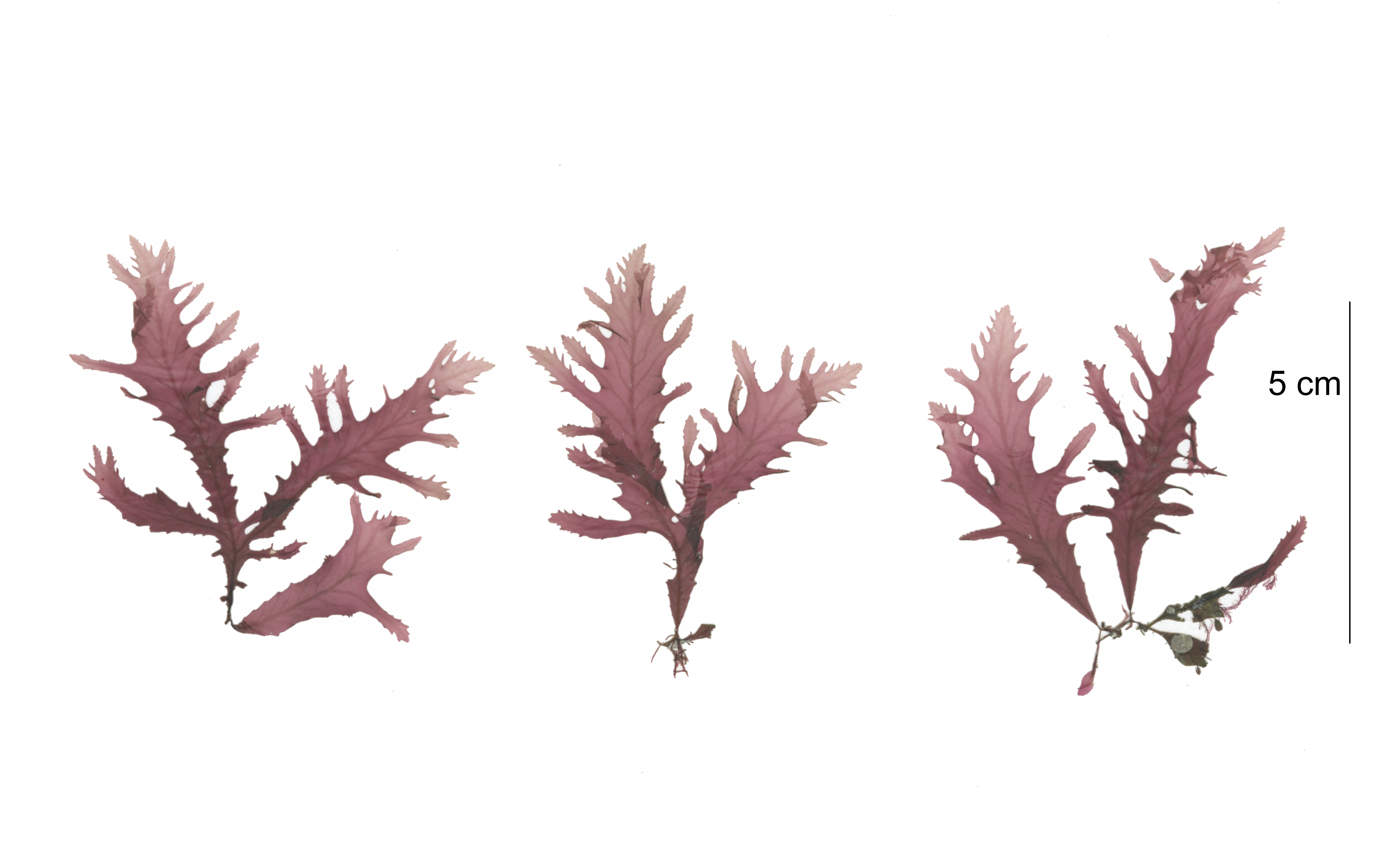 Phycodrys fimbriata – M. Lindeberg · Cook Inlet · June 2016