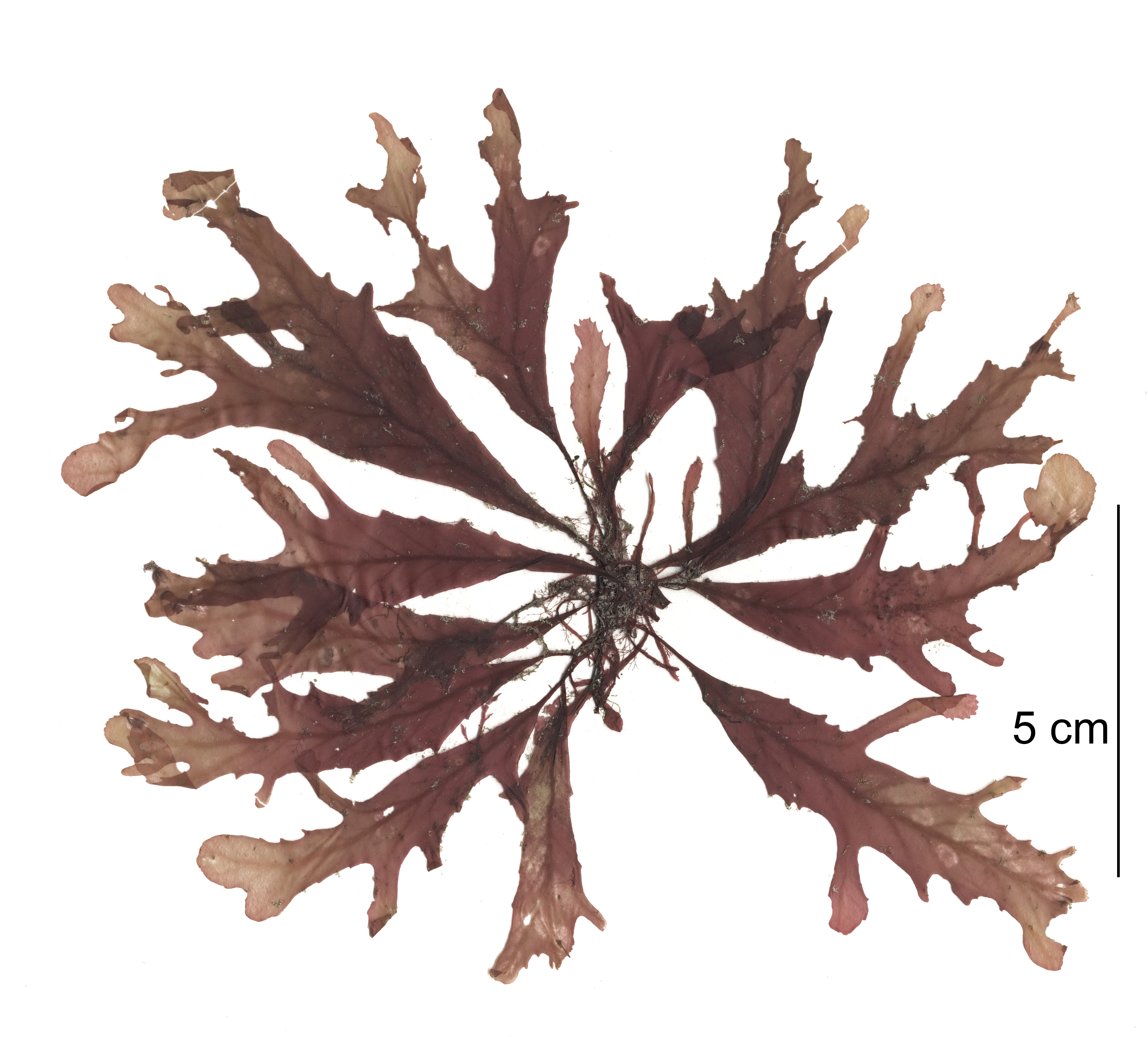 Phycodrys fimbriata – M. Lindeberg · Cook Inlet · June 2015