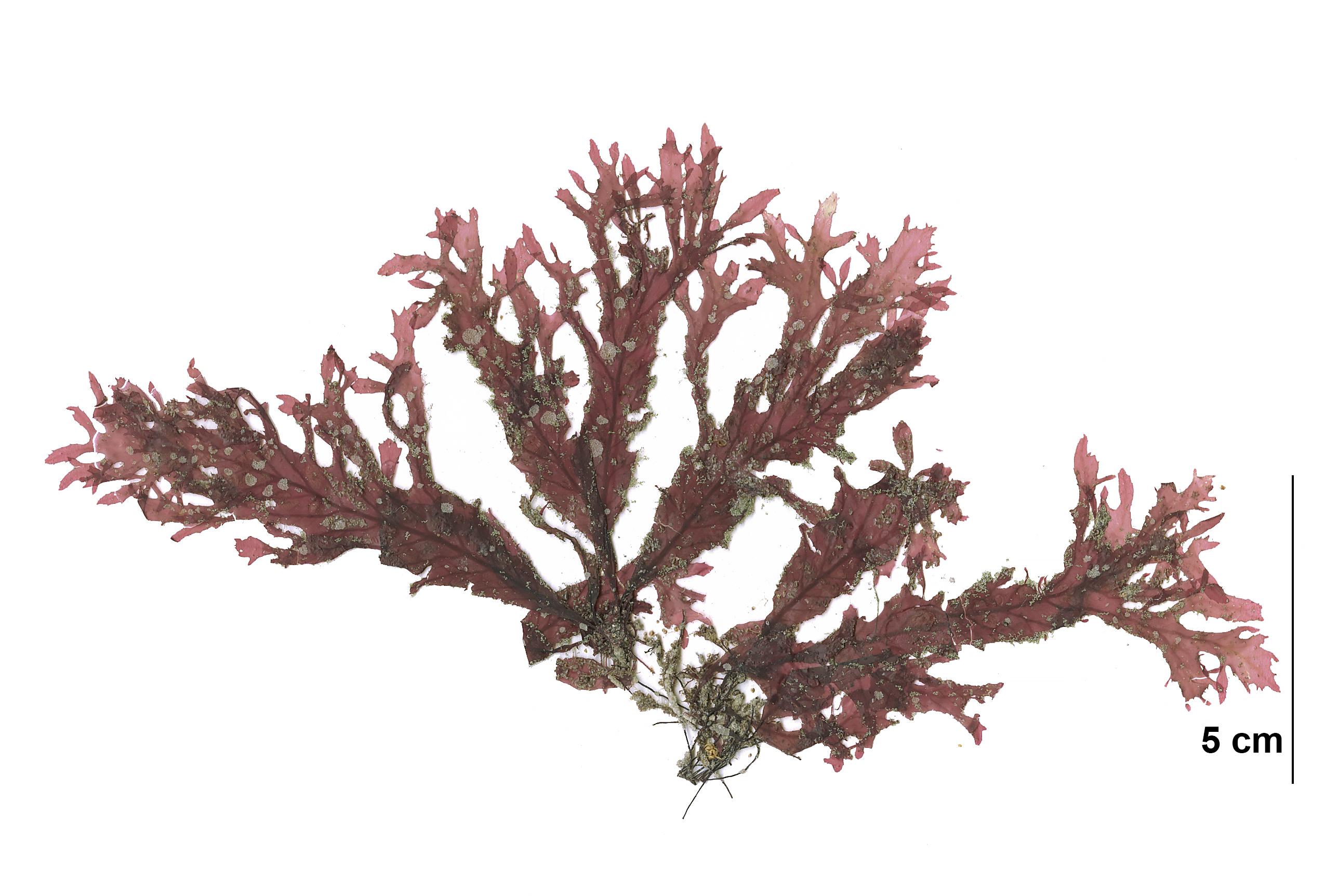 Phycodrys fimbriata – M. Lindeberg · Cook Inlet · July 2009