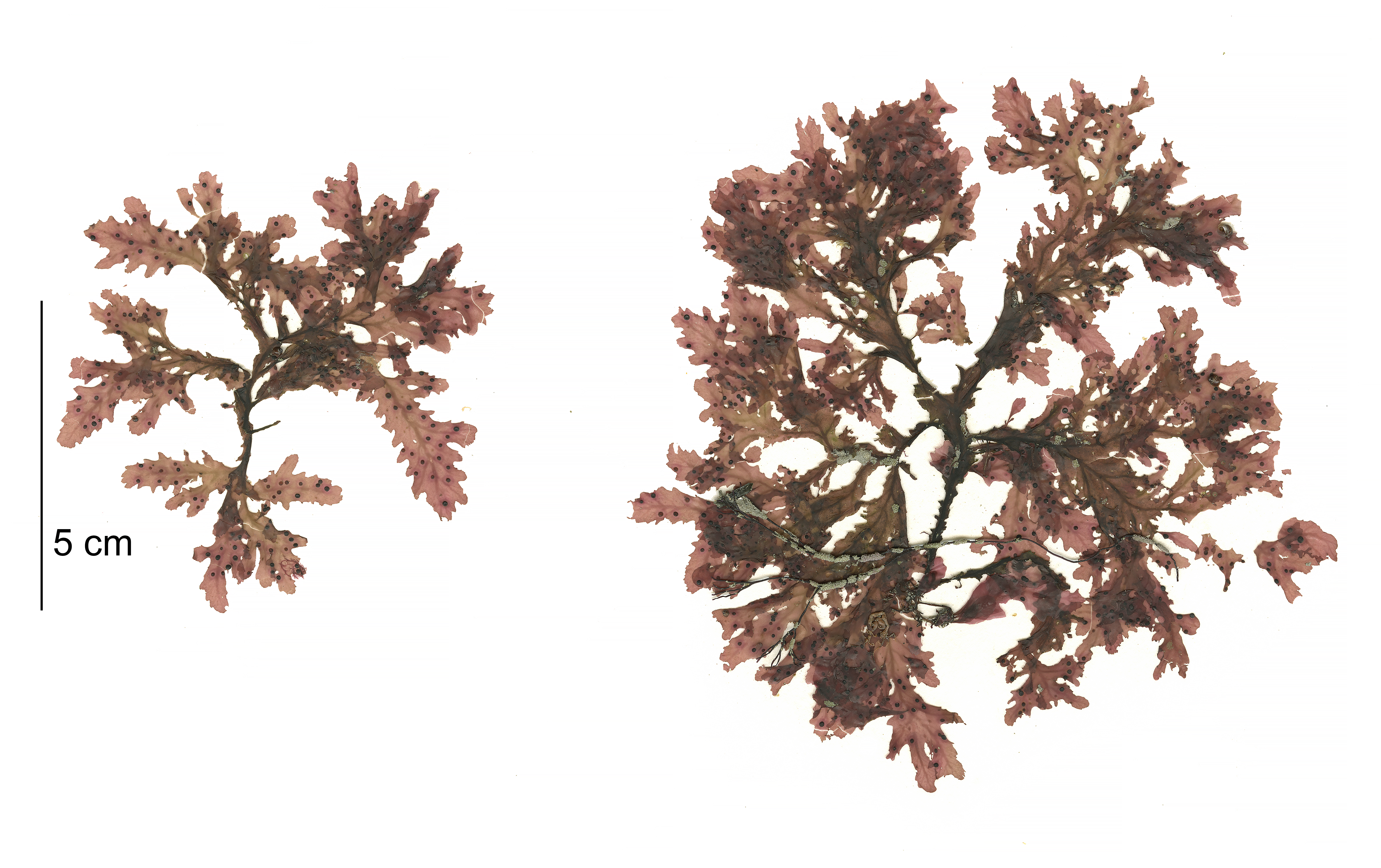 Phycodrys fimbriata – M. Lindeberg · Cook Inlet · May 2018