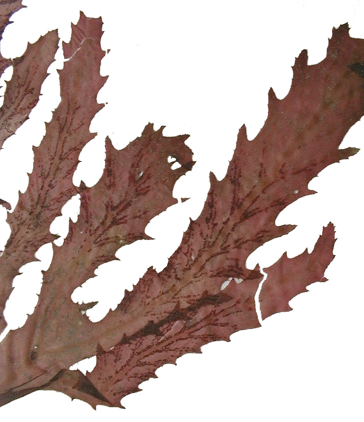 Phycodrys fimbriata – M. Lindeberg · Kenai Peninsula · May 1991