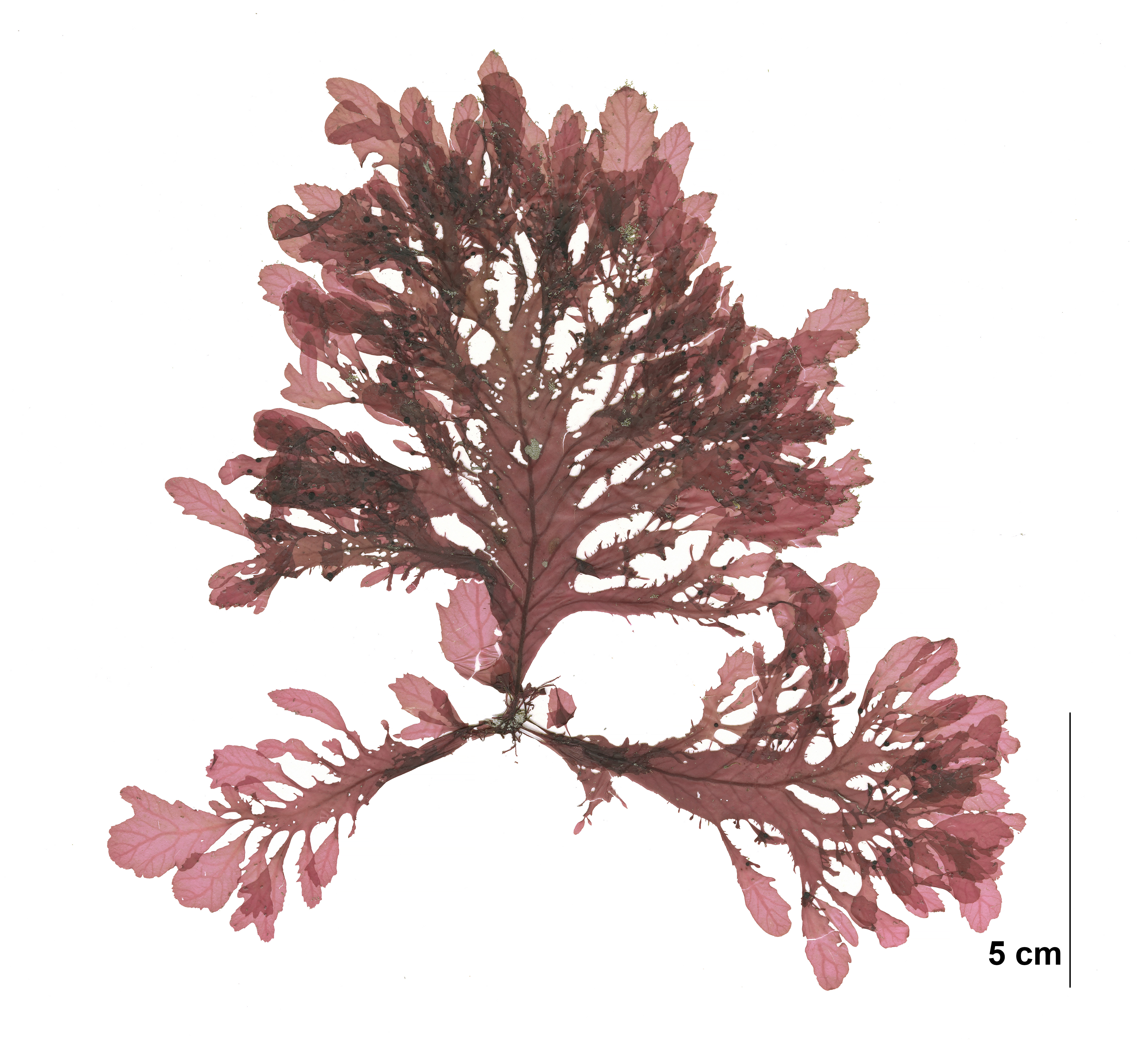 Phycodrys fimbriata – M. Lindeberg · Cook Inlet · June 2009