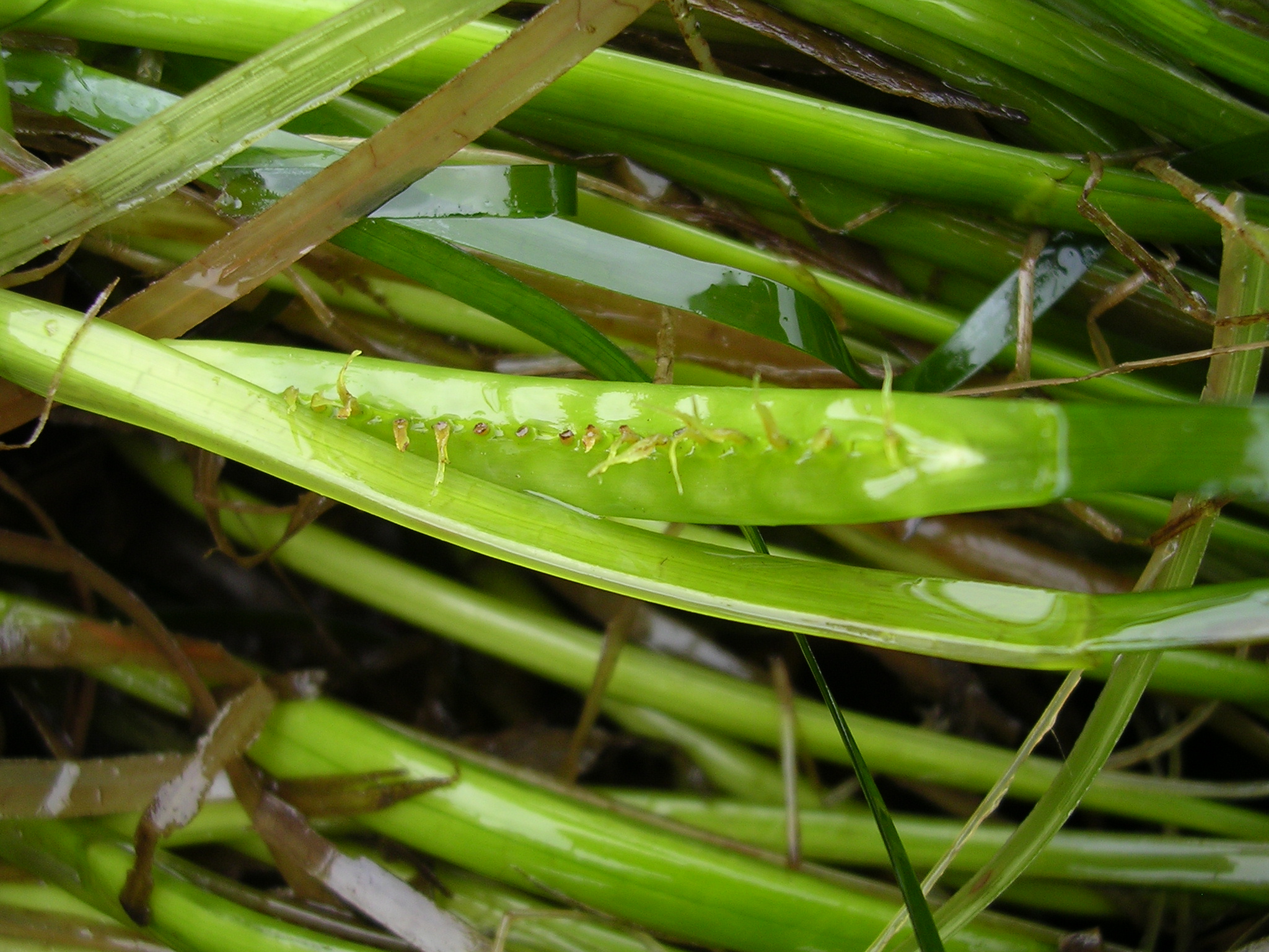 Phyllospadix scouleri – M. Morris · British Columbia · July 2009