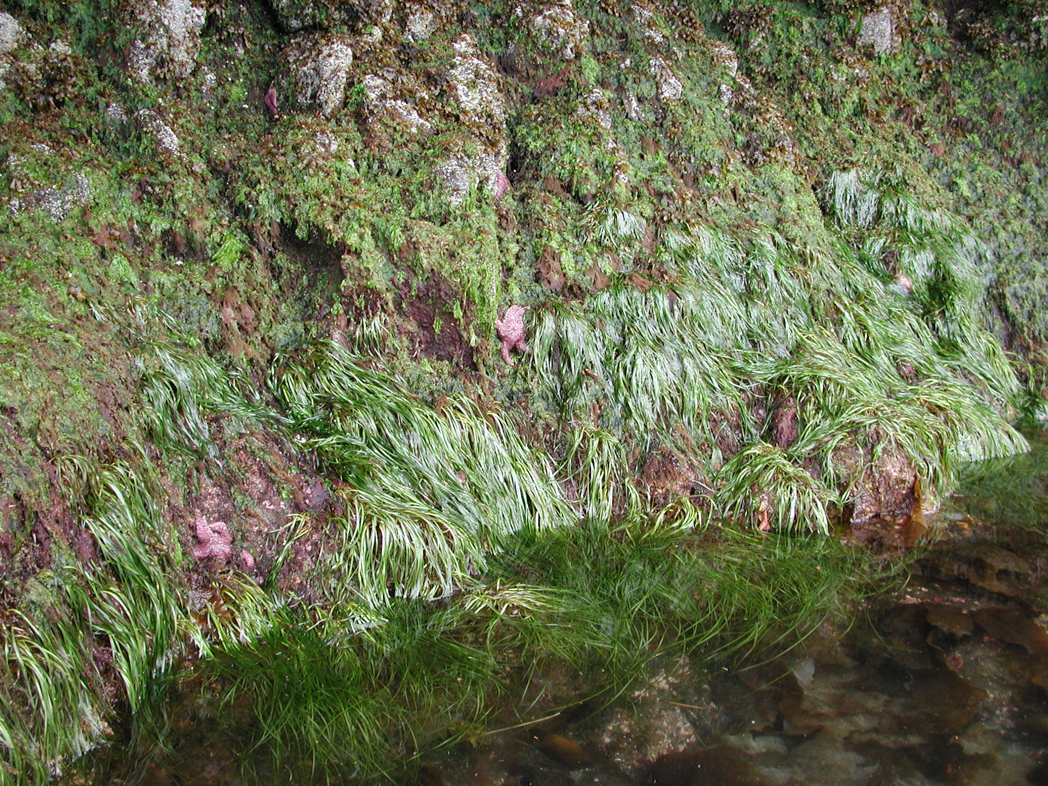 Phyllospadix scouleri – M. Lindeberg · Southeast Alaska · June 2006