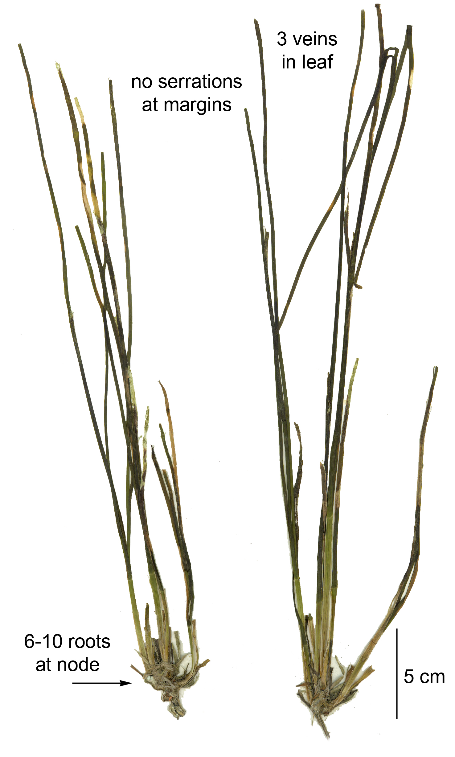 Phyllospadix scouleri