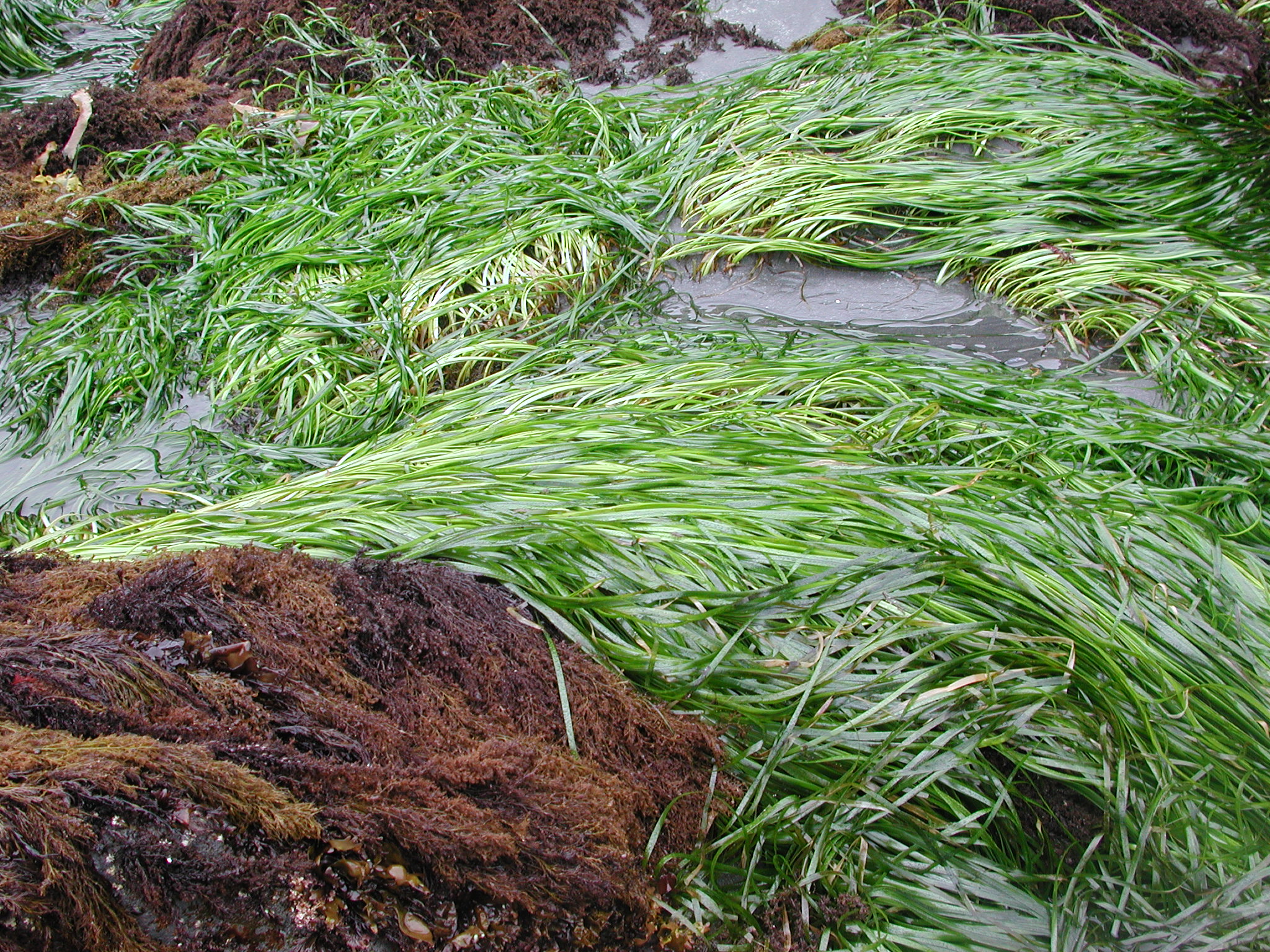 Phyllospadix serrulatus – M. Lindeberg · Kodiak Archipelago · June 2005