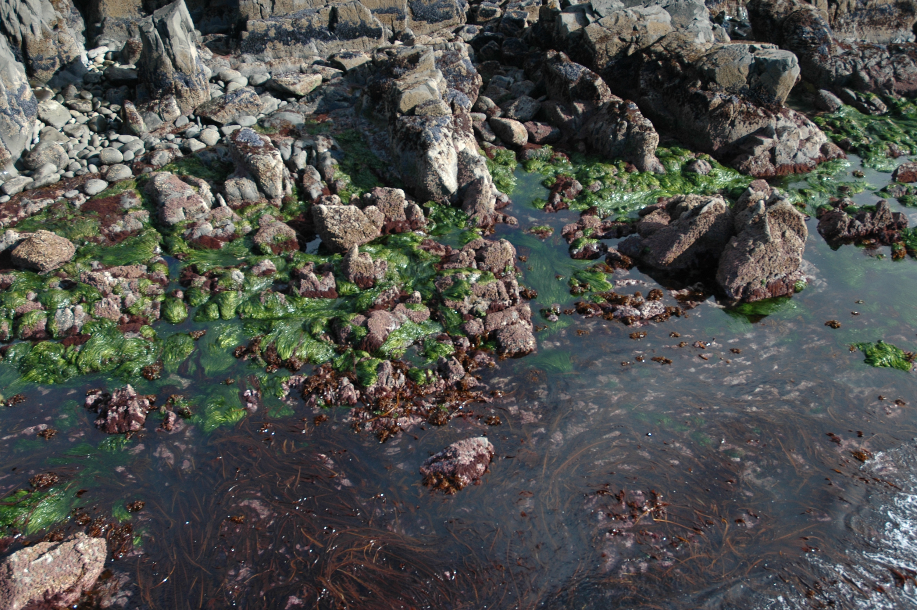 Phyllospadix serrulatus – M. Morris · Kodiak Archipelago · June 2005