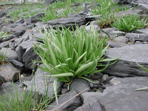 Plantago maritima