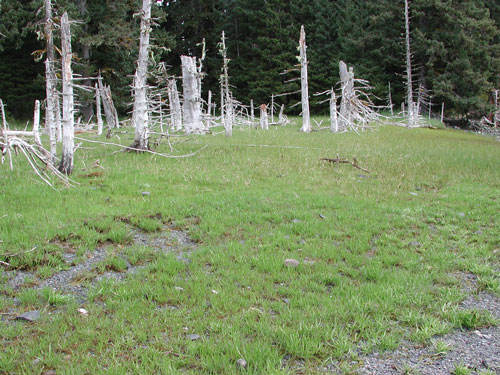 Plantago maritima – M. Lindeberg · Kodiak Archipelago · May 2005