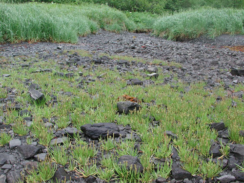 Plantago maritima – M. Lindeberg · Kodiak Archipelago · June 2005
