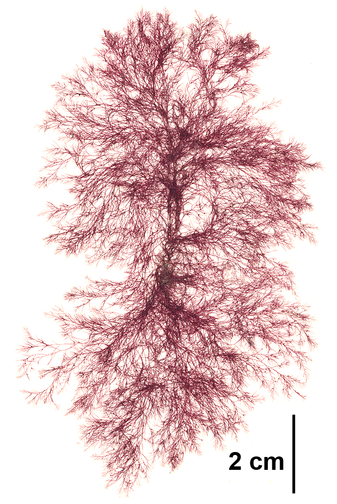 Pleonosporium vancouverianum