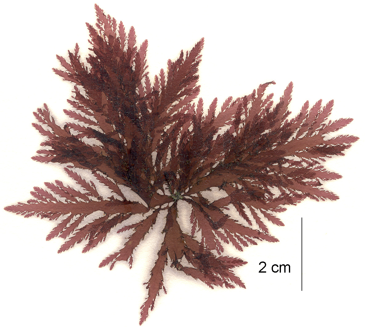 Pleuroblepharidella japonica