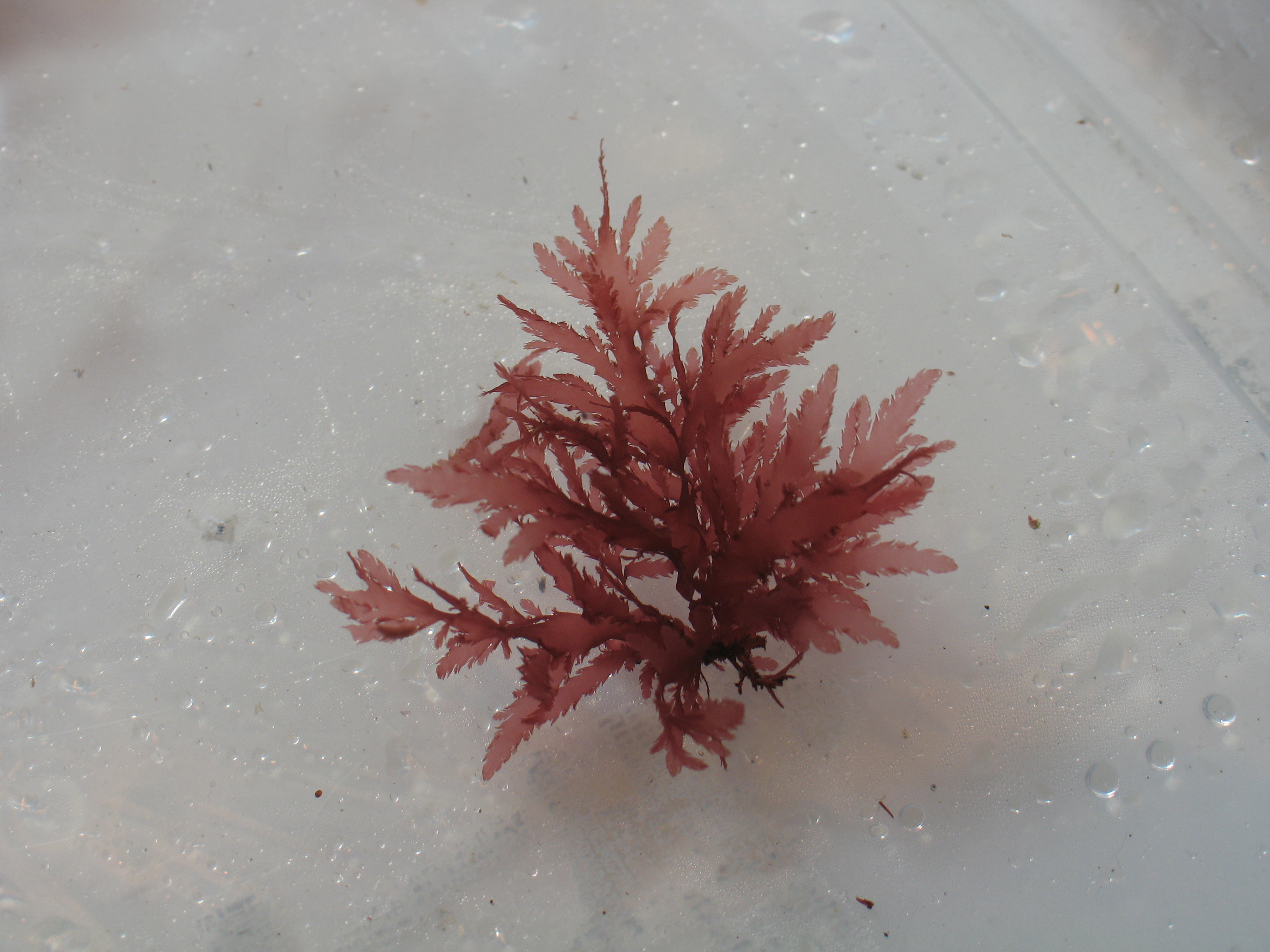 Pleuroblepharidella japonica – M. Lindeberg · Aleutian Islands · July 2006