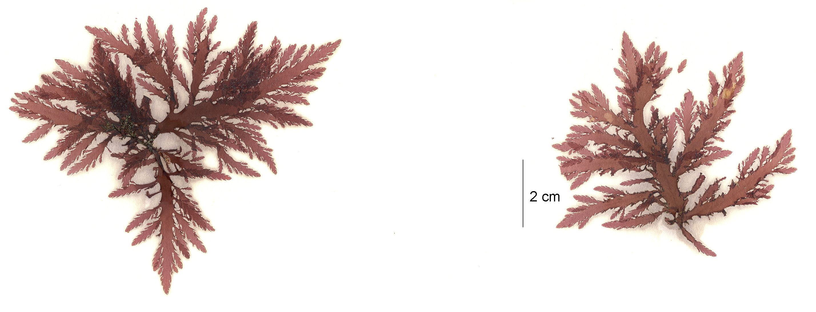 Pleuroblepharidella japonica – M. Lindeberg · Aleutian Islands · July 2006