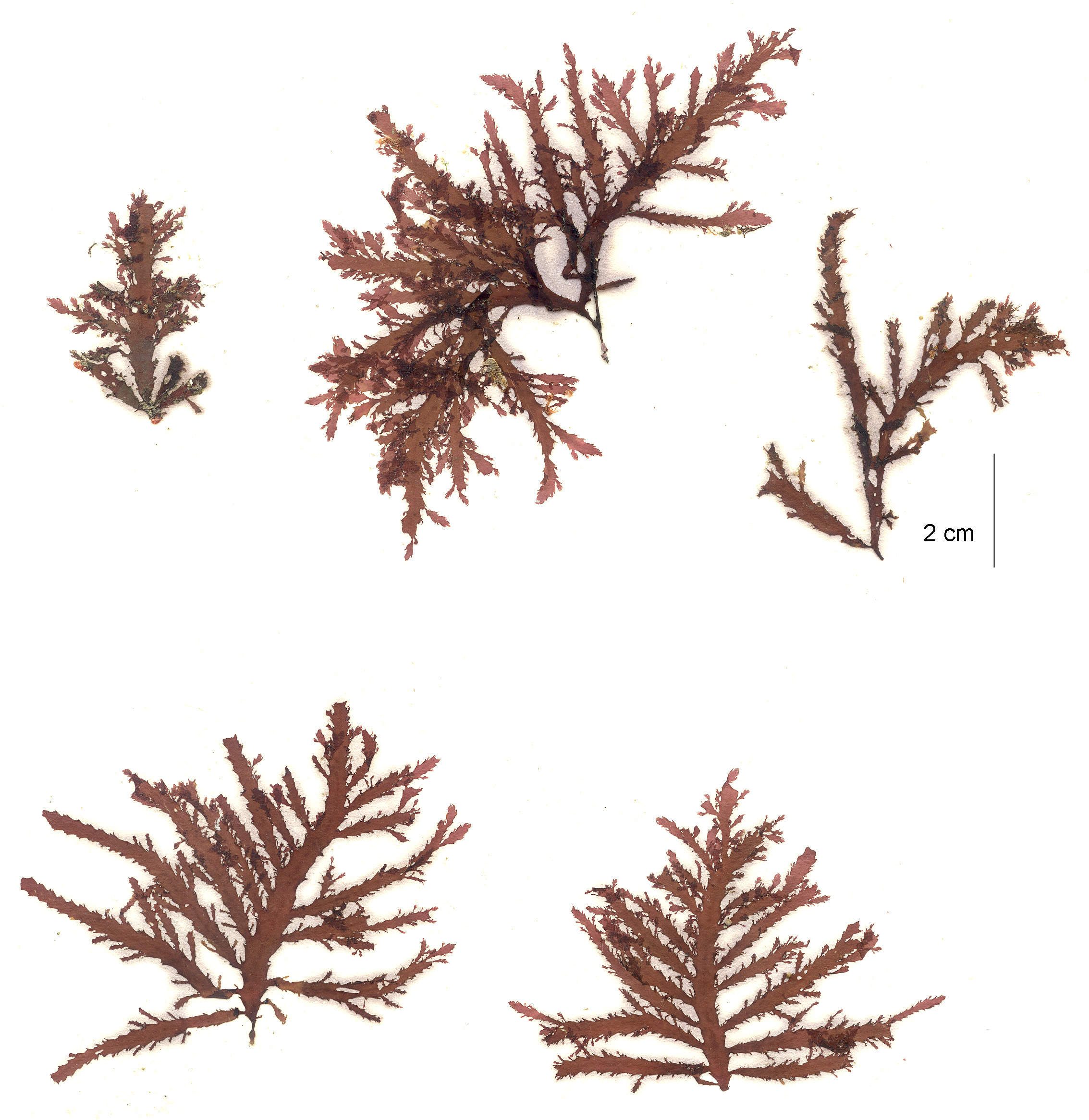 Pleuroblepharidella japonica – M. Lindeberg · Aleutian Islands · July 2006