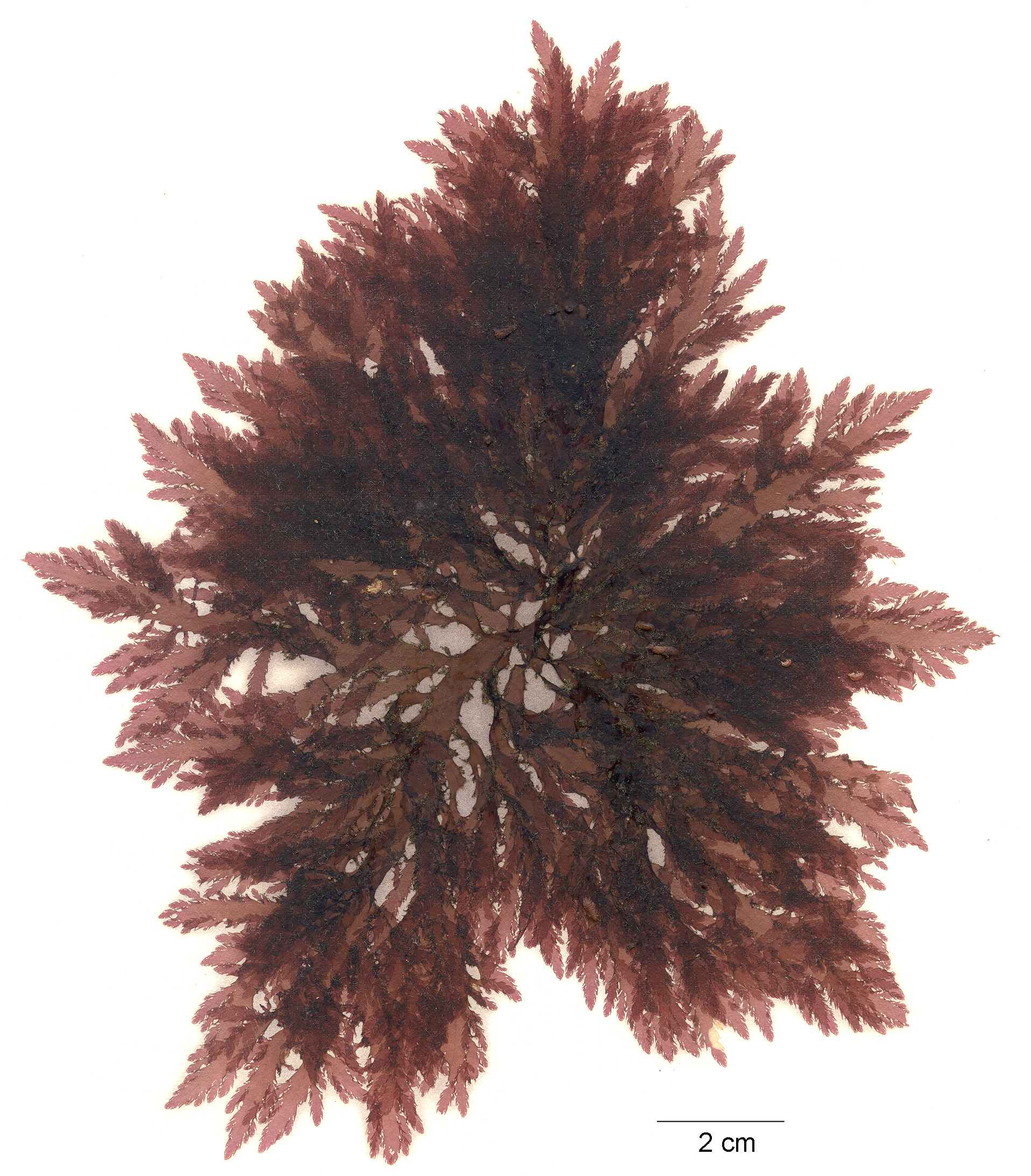 Pleuroblepharidella japonica – M. Lindeberg · Aleutian Islands · July 2006