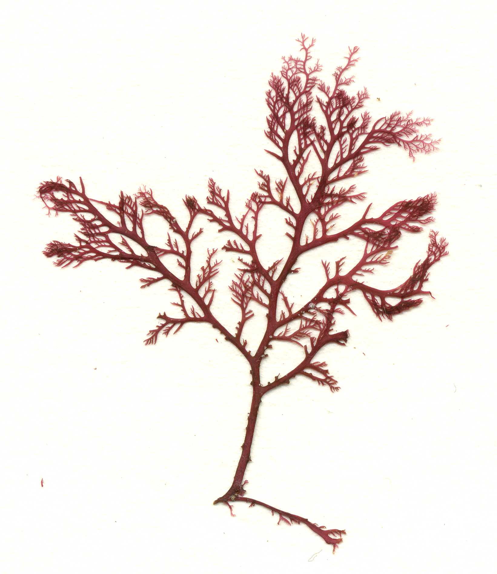 Plocamium pacificum