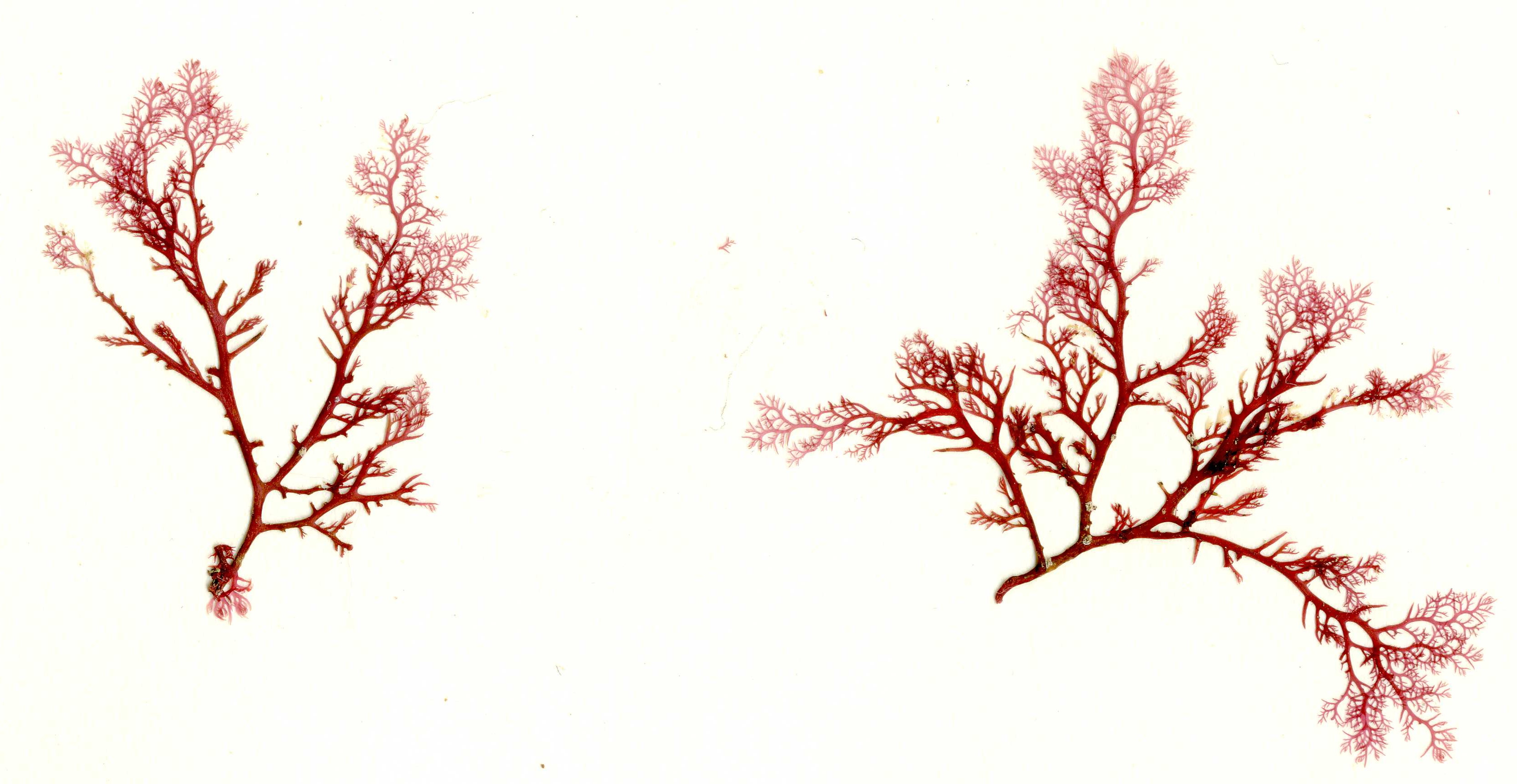 Plocamium pacificum – S. Lindstrom